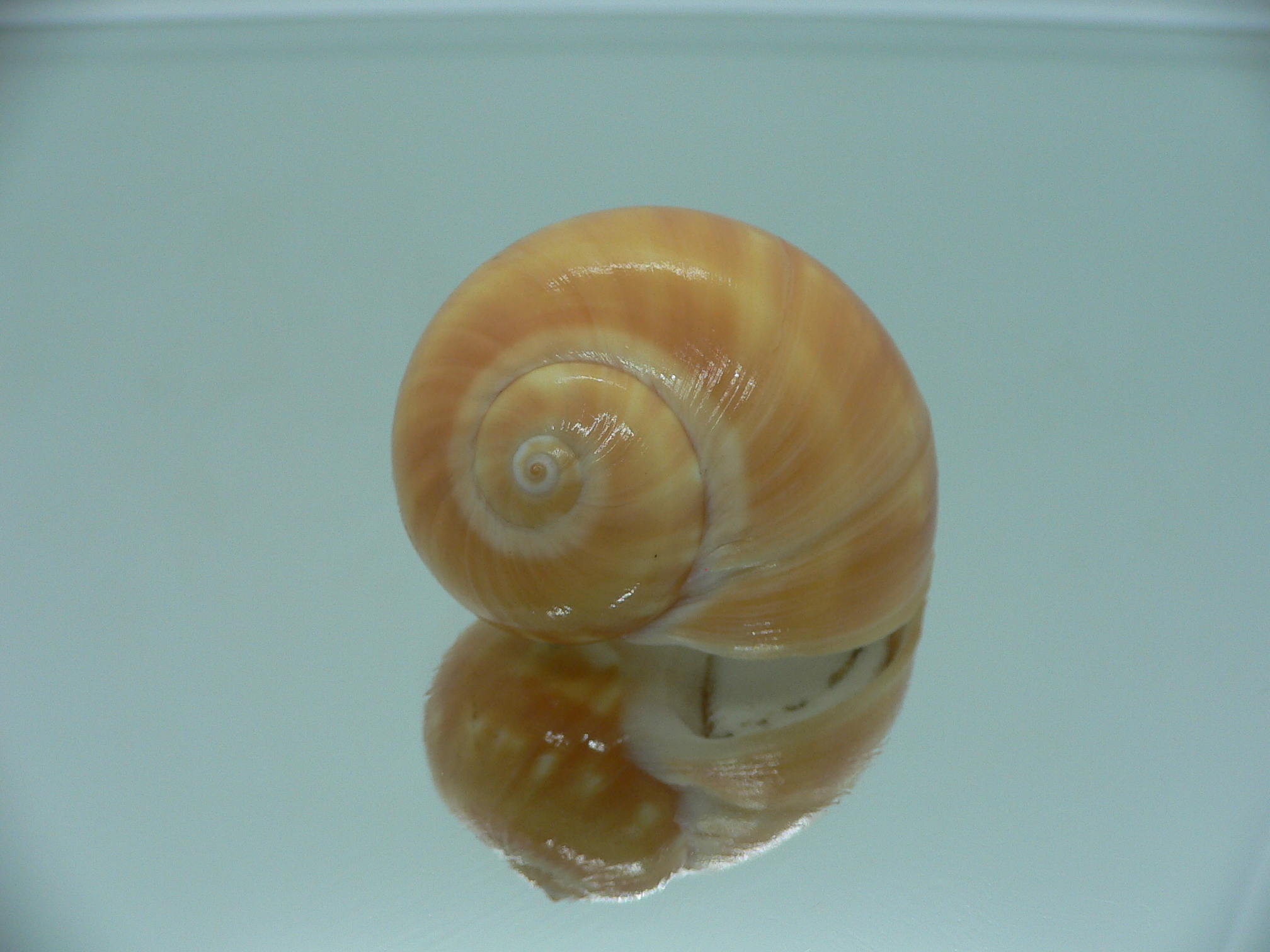 Natica stellata ORANGE