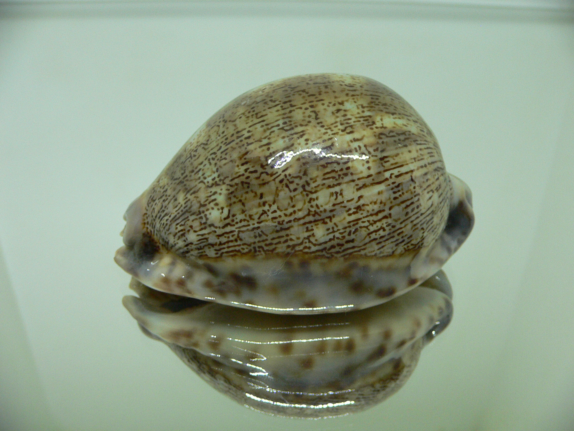 Cypraea arabica asiatica gibba (var.) VERY BIG