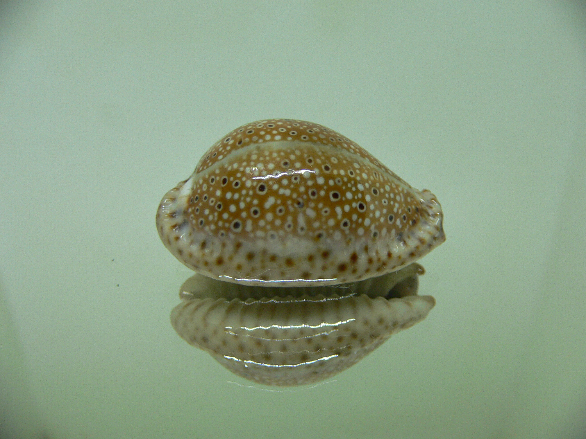 Cypraea ocellata BIG & BRIGHT