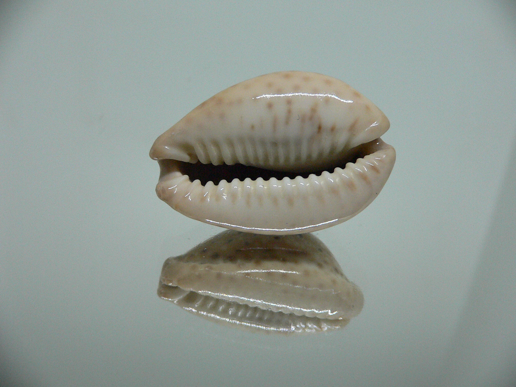 Cypraea ocellata BIG & BRIGHT