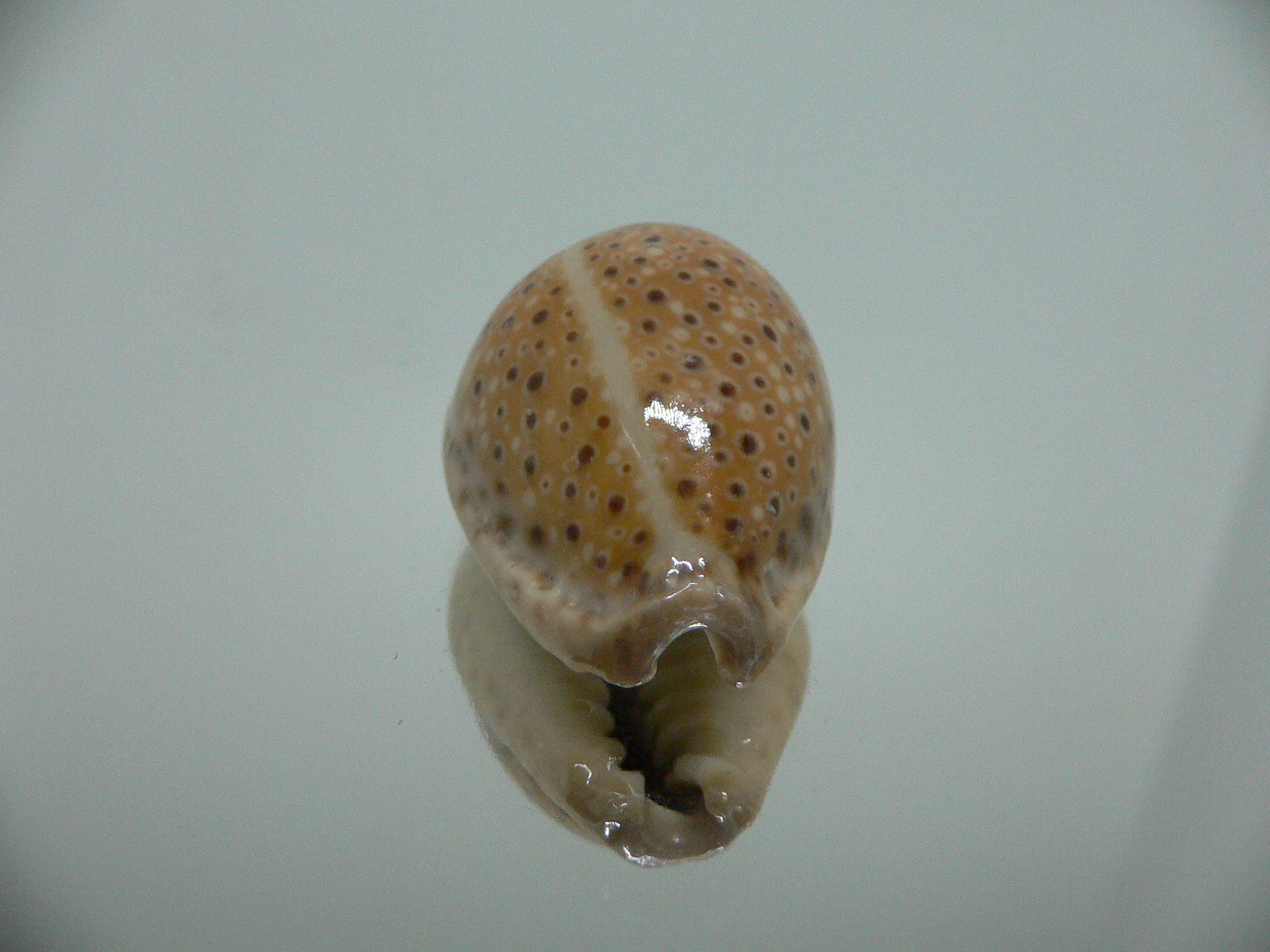 Cypraea ocellata BIG & BRIGHT