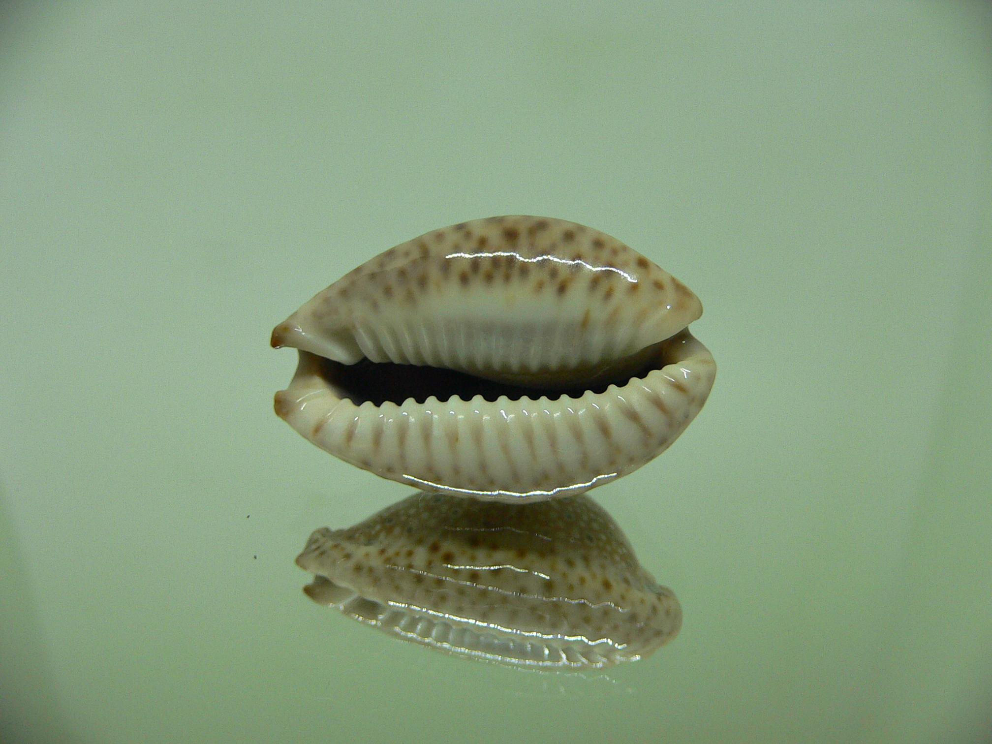 Cypraea ocellata BIG & BRIGHT