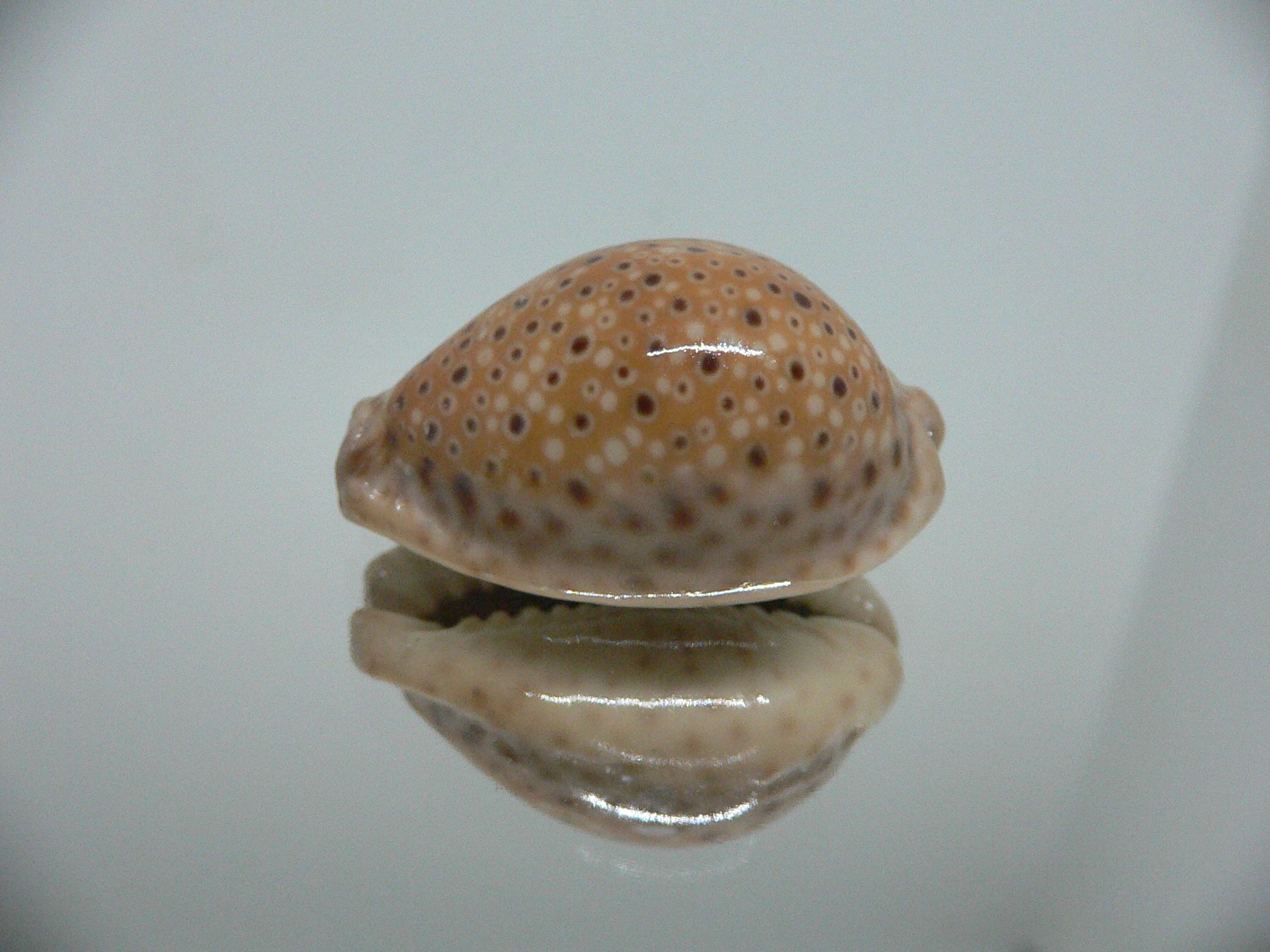 Cypraea ocellata BIG & BRIGHT