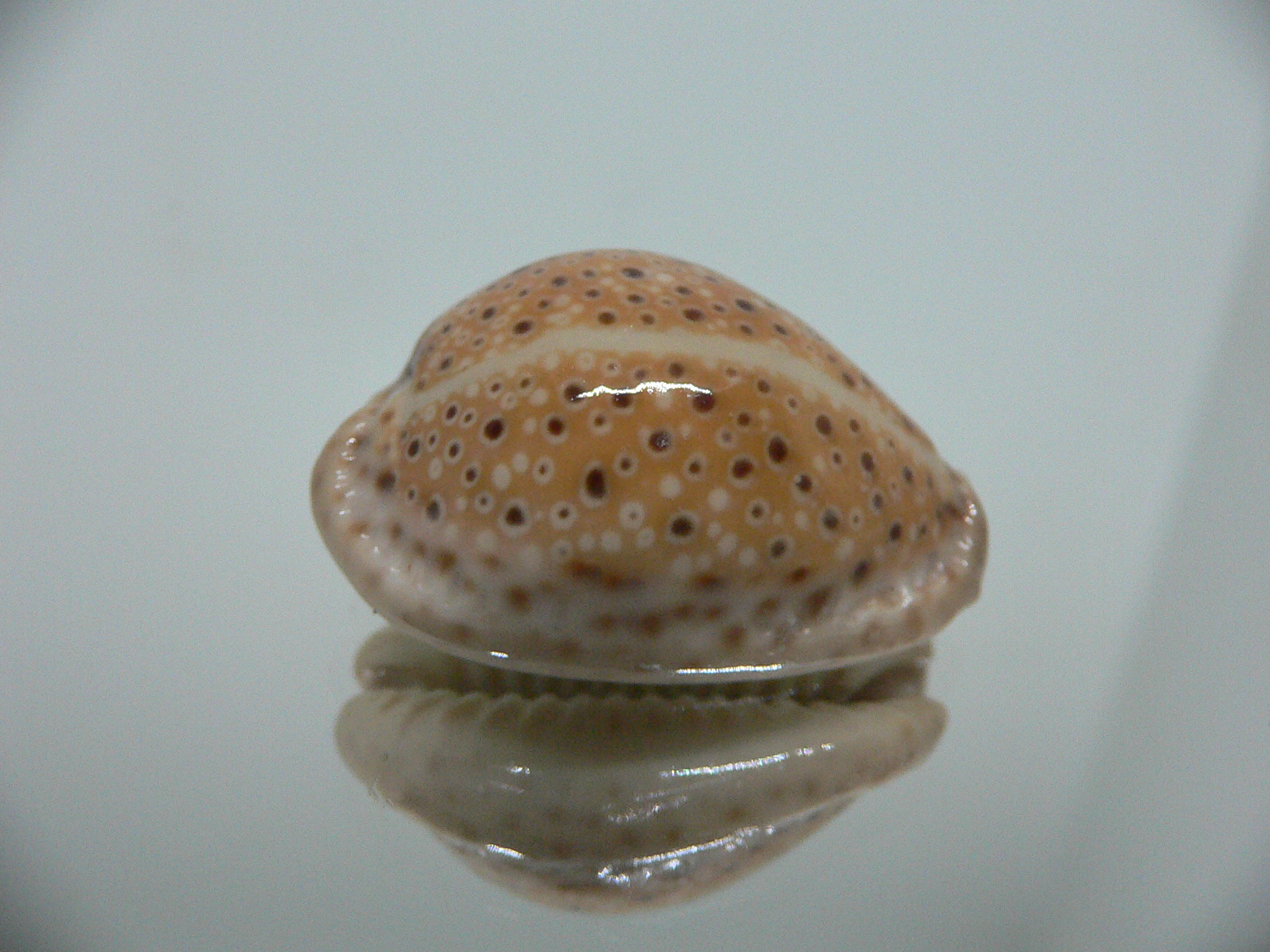 Cypraea ocellata BIG & BRIGHT