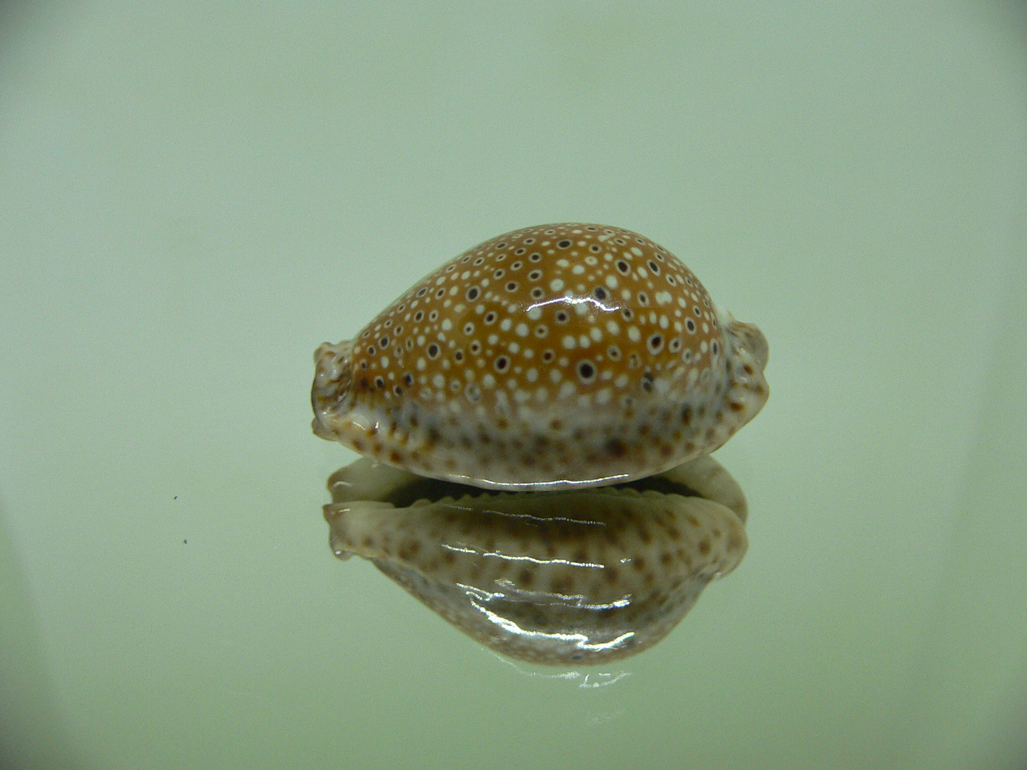 Cypraea ocellata BIG & BRIGHT