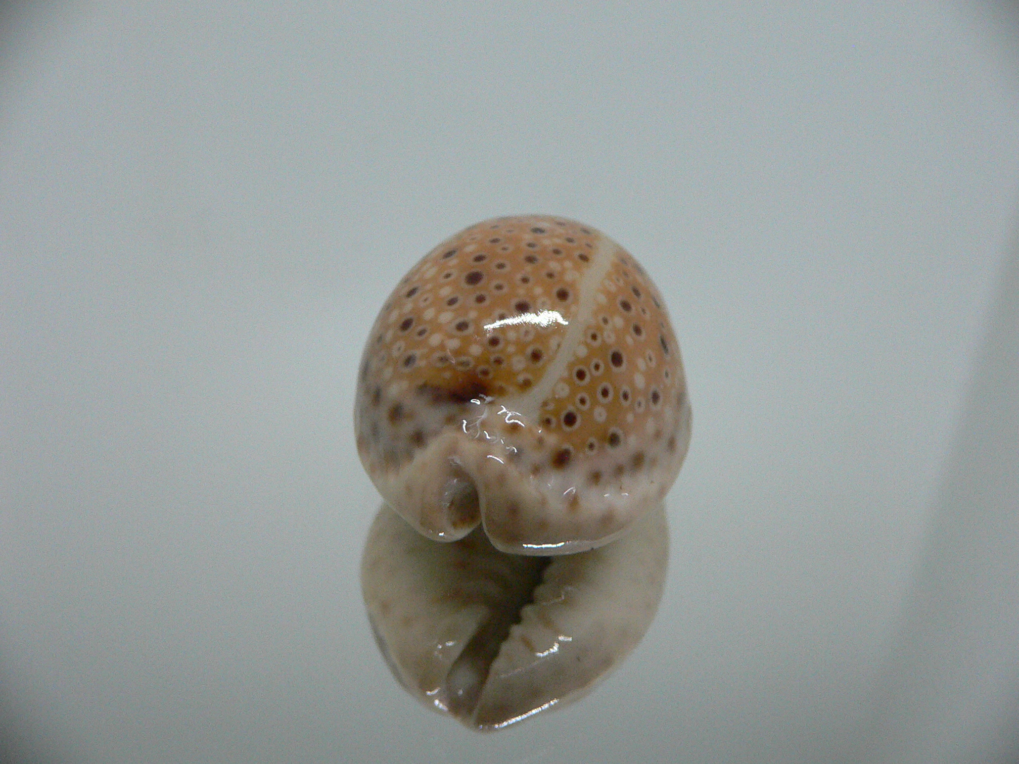 Cypraea ocellata BIG & BRIGHT