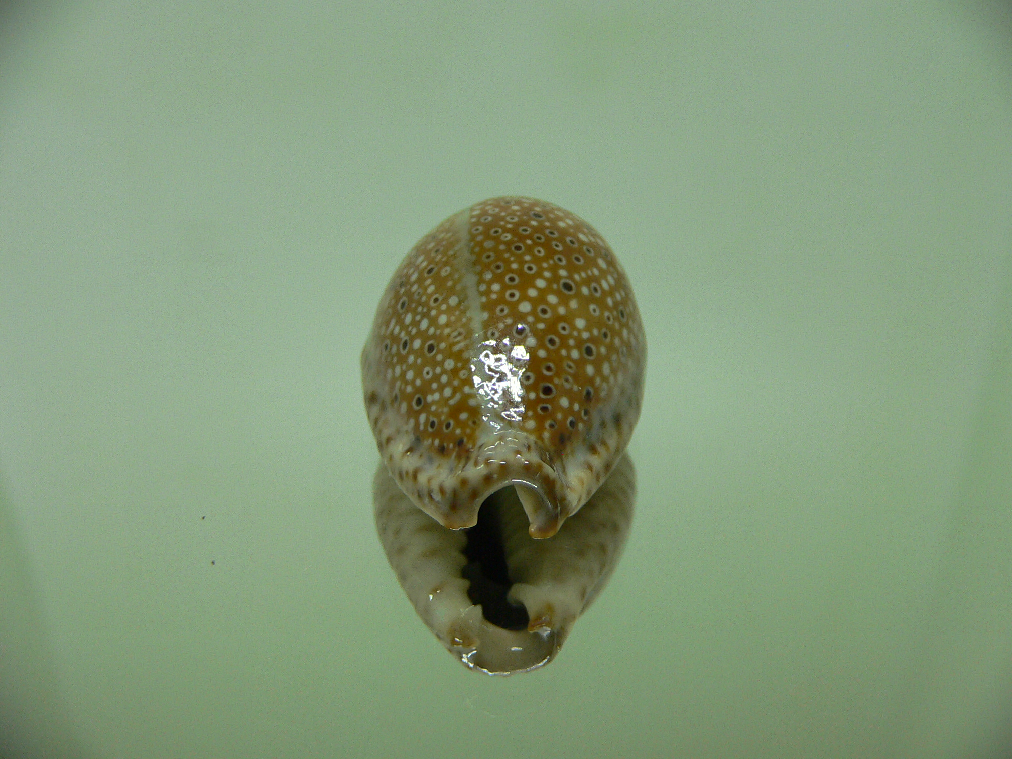 Cypraea ocellata BIG & BRIGHT