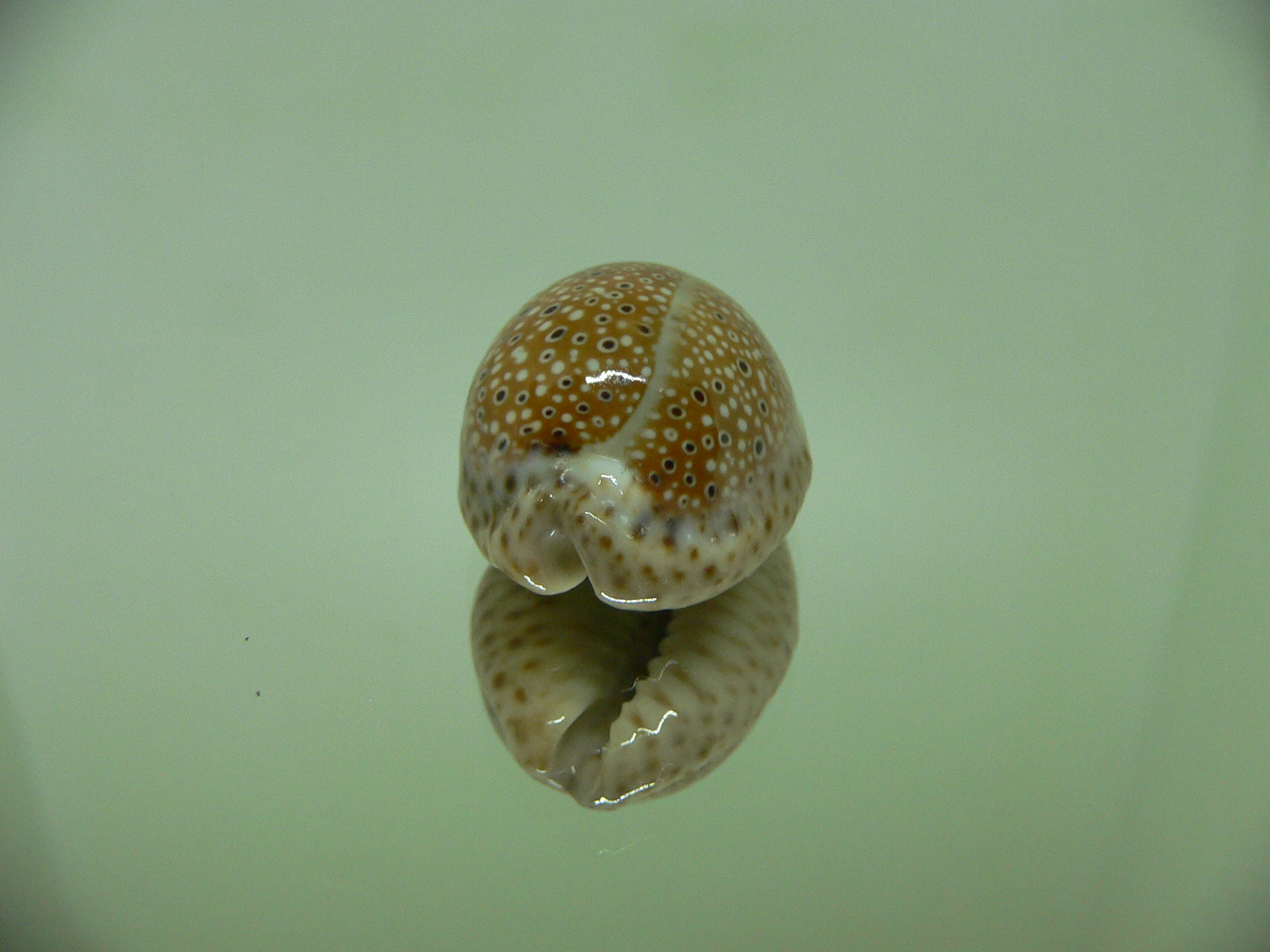 Cypraea ocellata BIG & BRIGHT