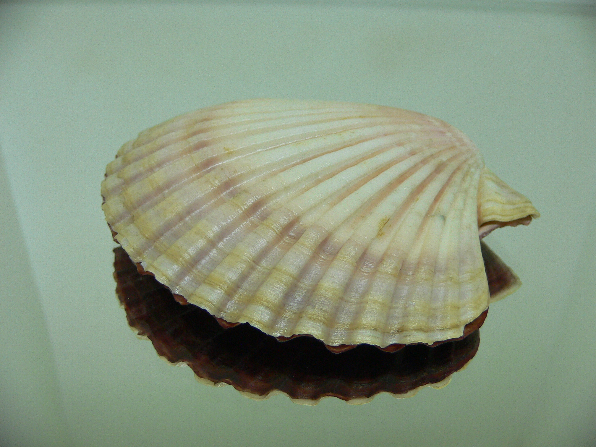 Leopecten diegensis RARE & BIG