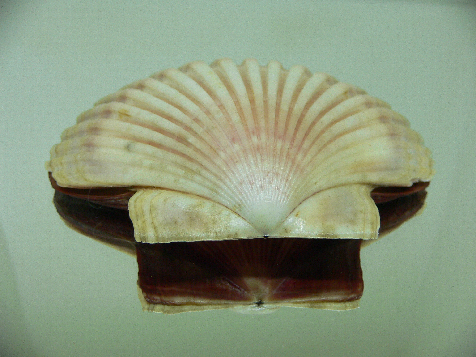 Leopecten diegensis RARE & BIG