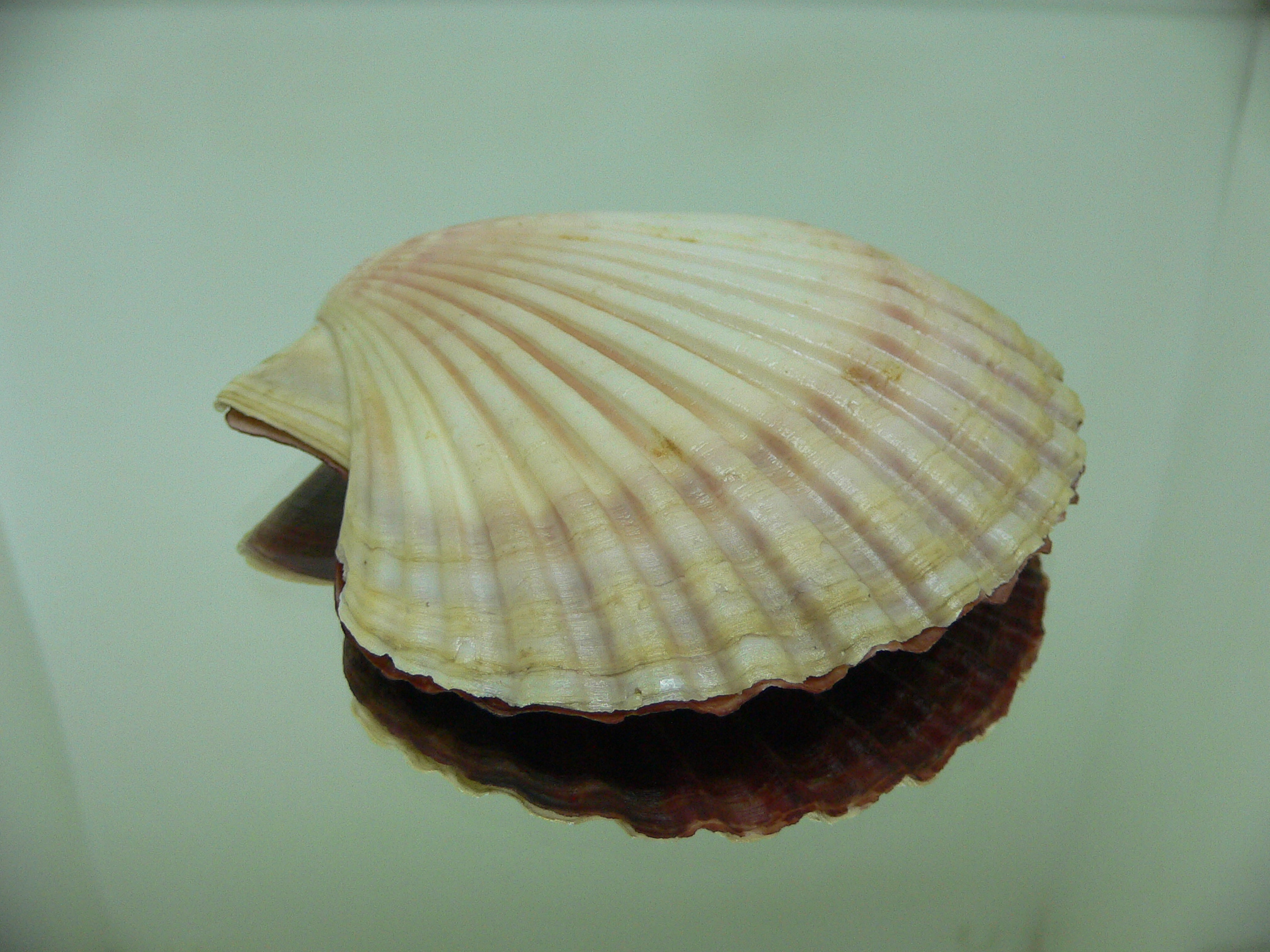 Leopecten diegensis RARE & BIG