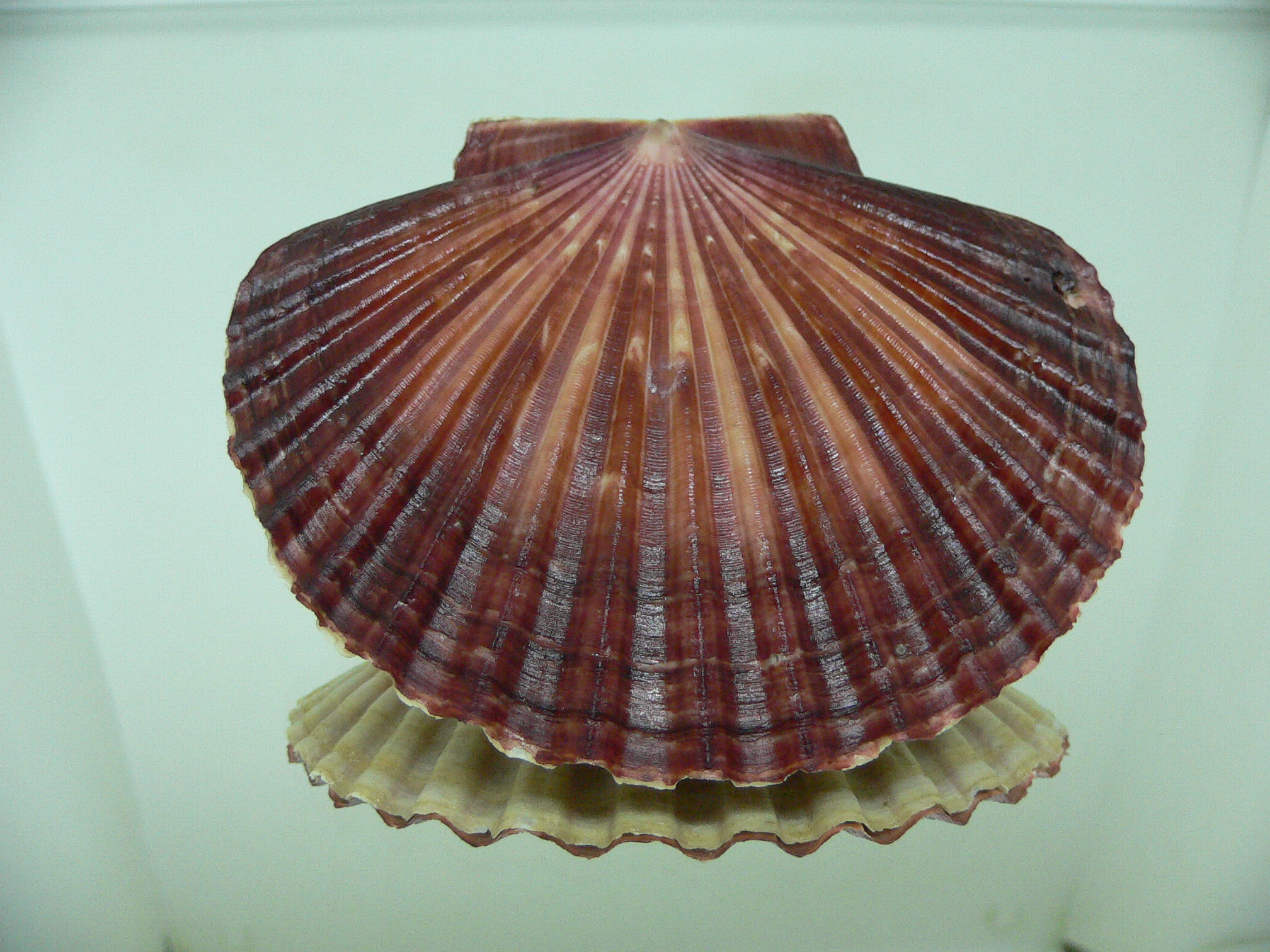 Leopecten diegensis RARE & BIG