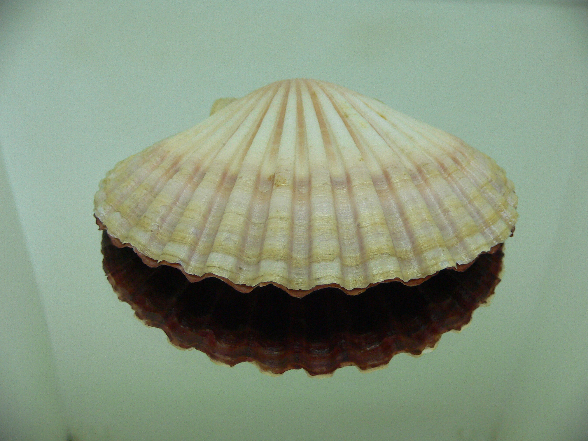 Leopecten diegensis RARE & BIG