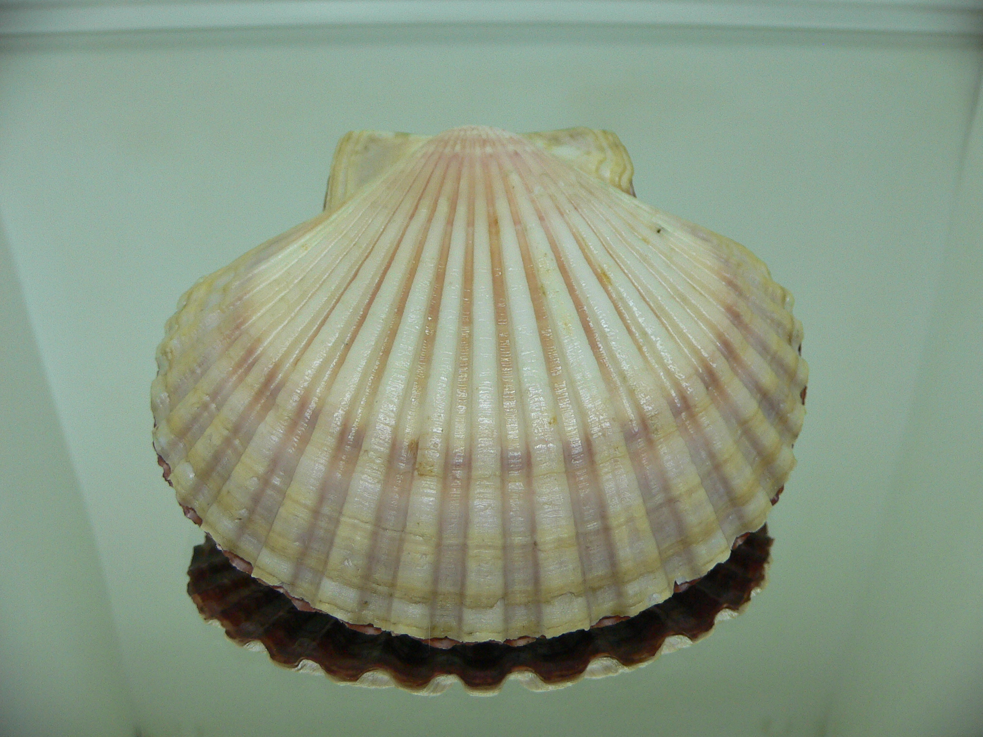 Leopecten diegensis RARE & BIG