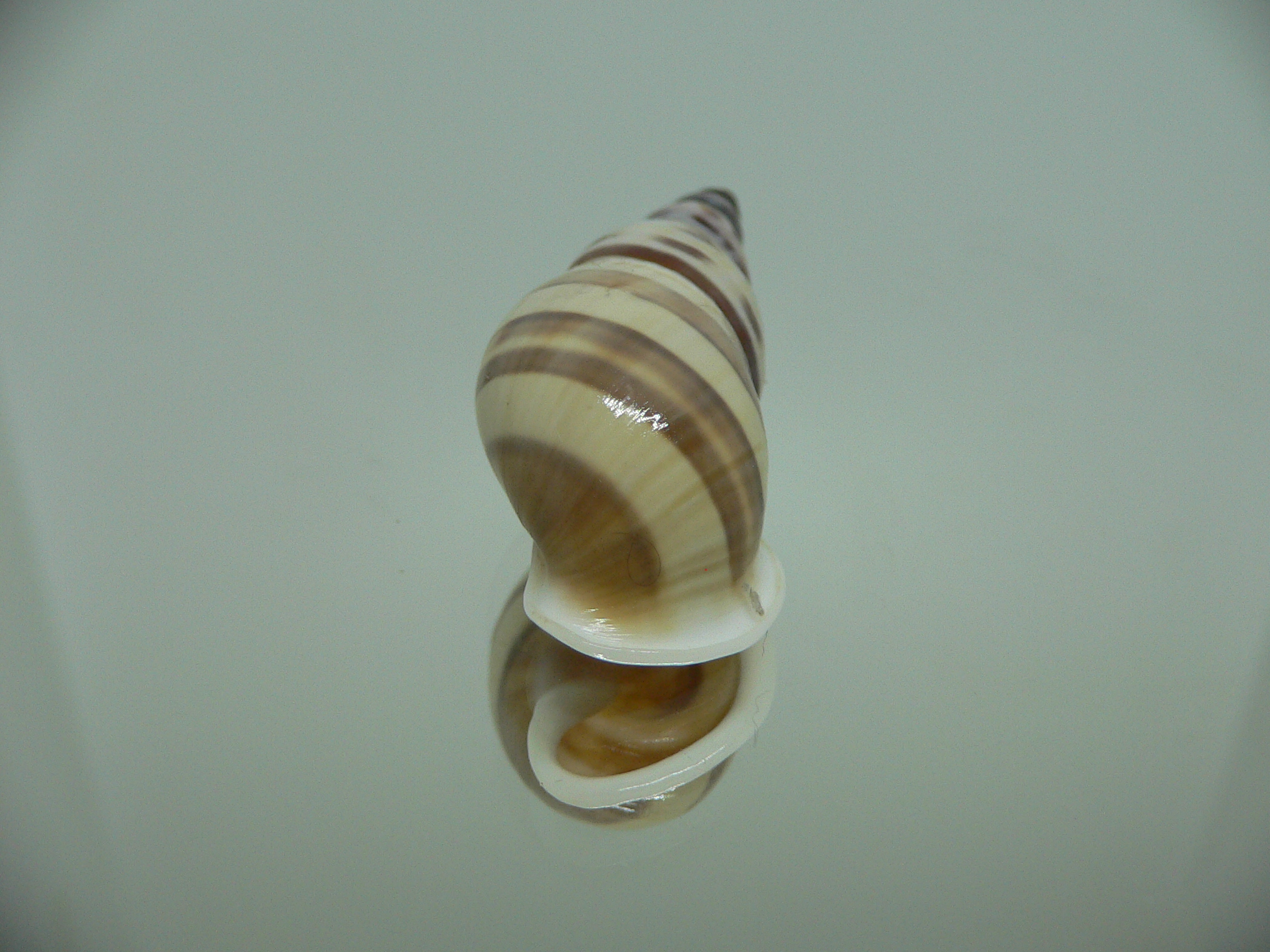 Amphidromus chrisabbasi DARK STRIPES
