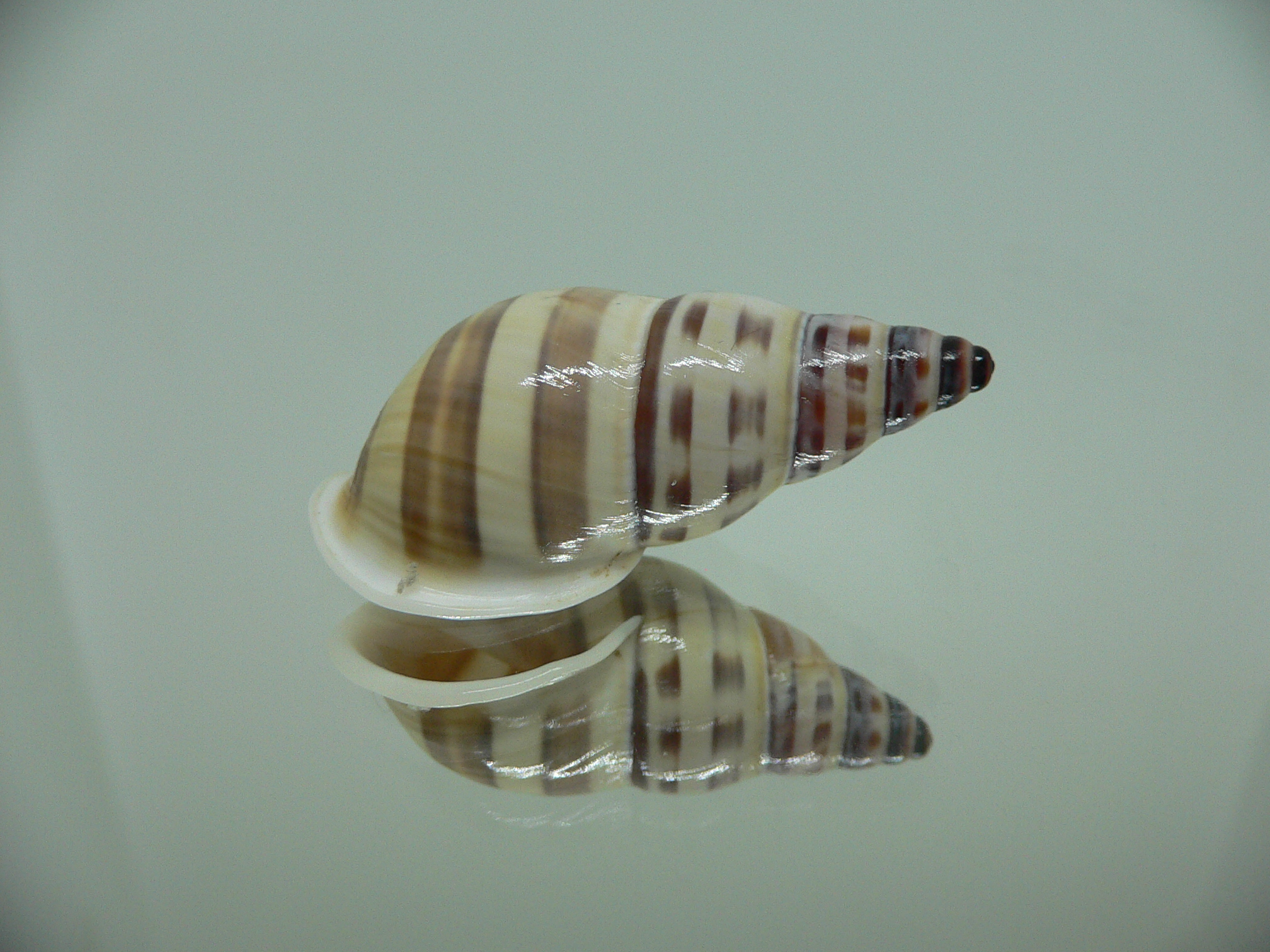 Amphidromus chrisabbasi DARK STRIPES