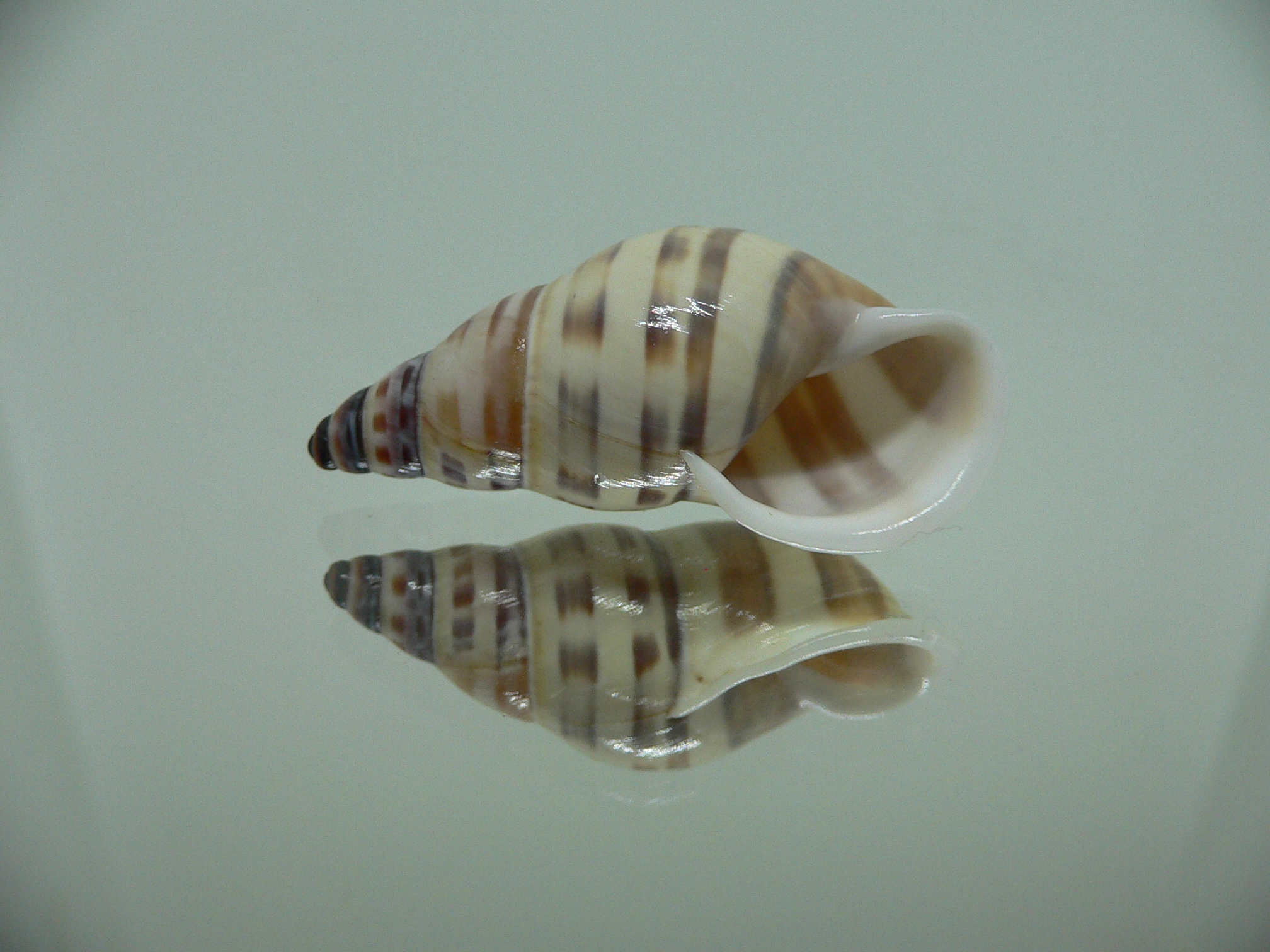 Amphidromus chrisabbasi DARK STRIPES