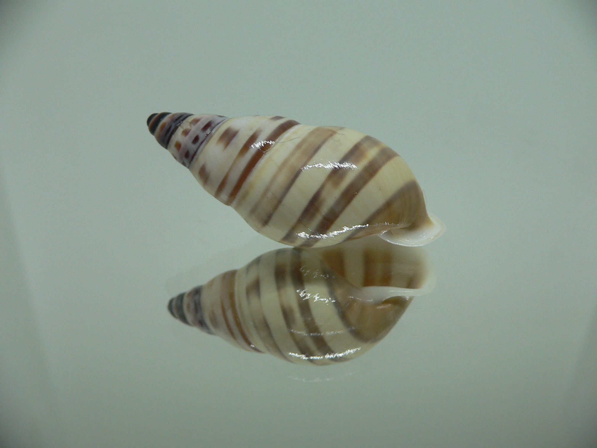Amphidromus chrisabbasi DARK STRIPES