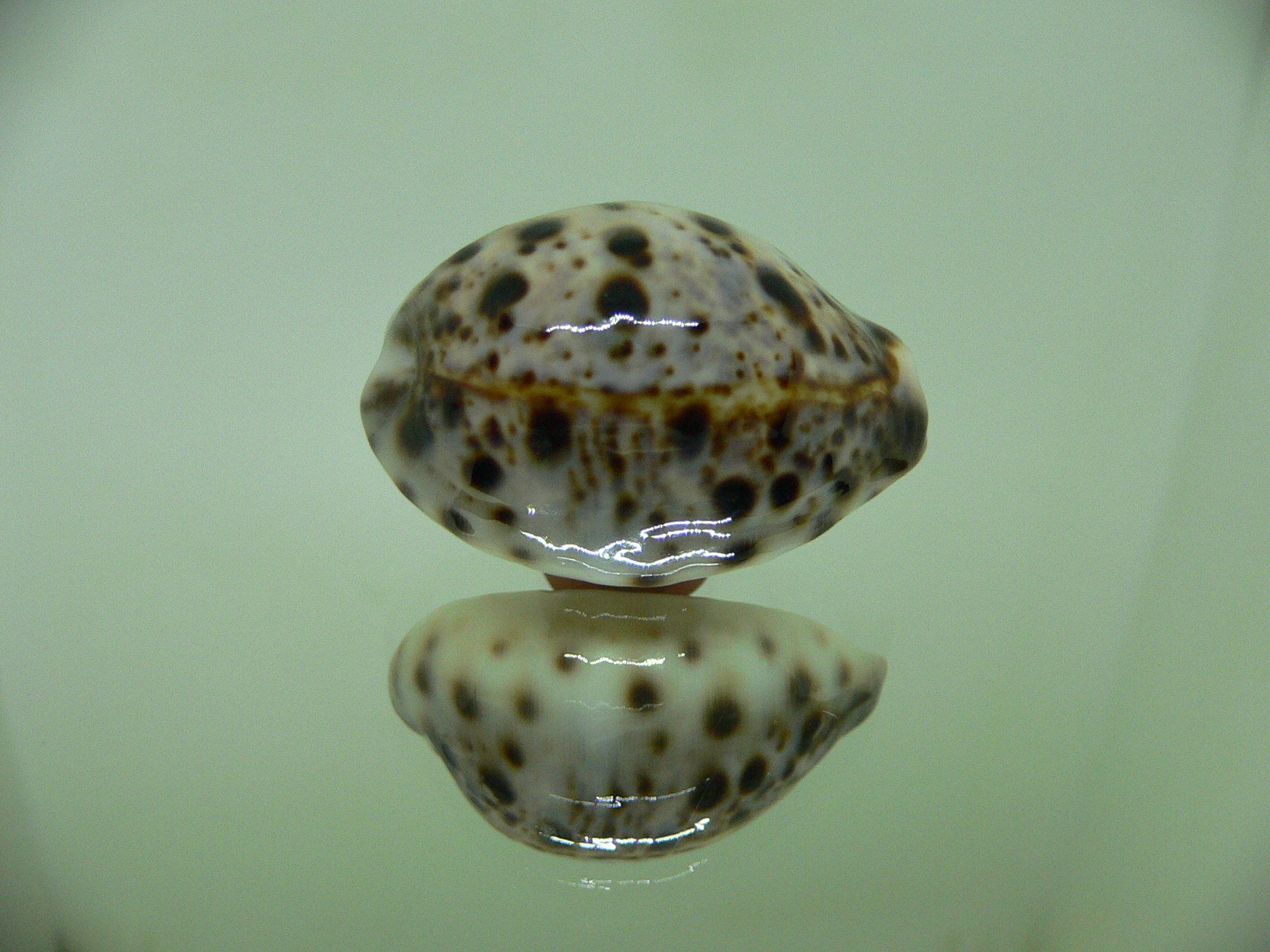 Cypraea lynx CALLOUSED & ROUND