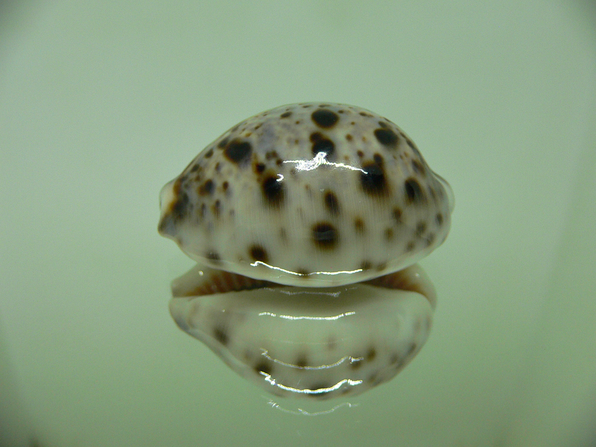 Cypraea lynx CALLOUSED & ROUND