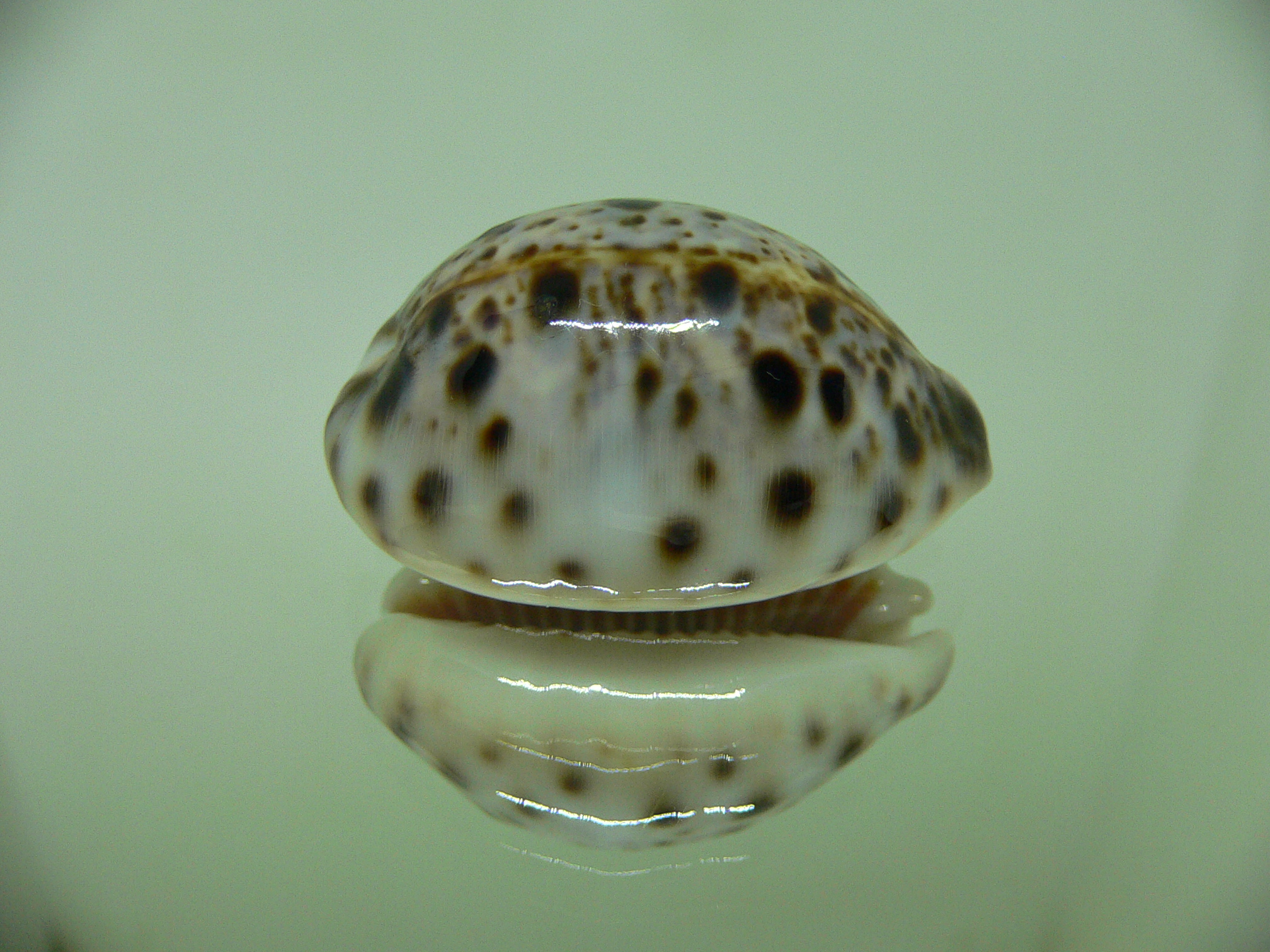 Cypraea lynx CALLOUSED & ROUND