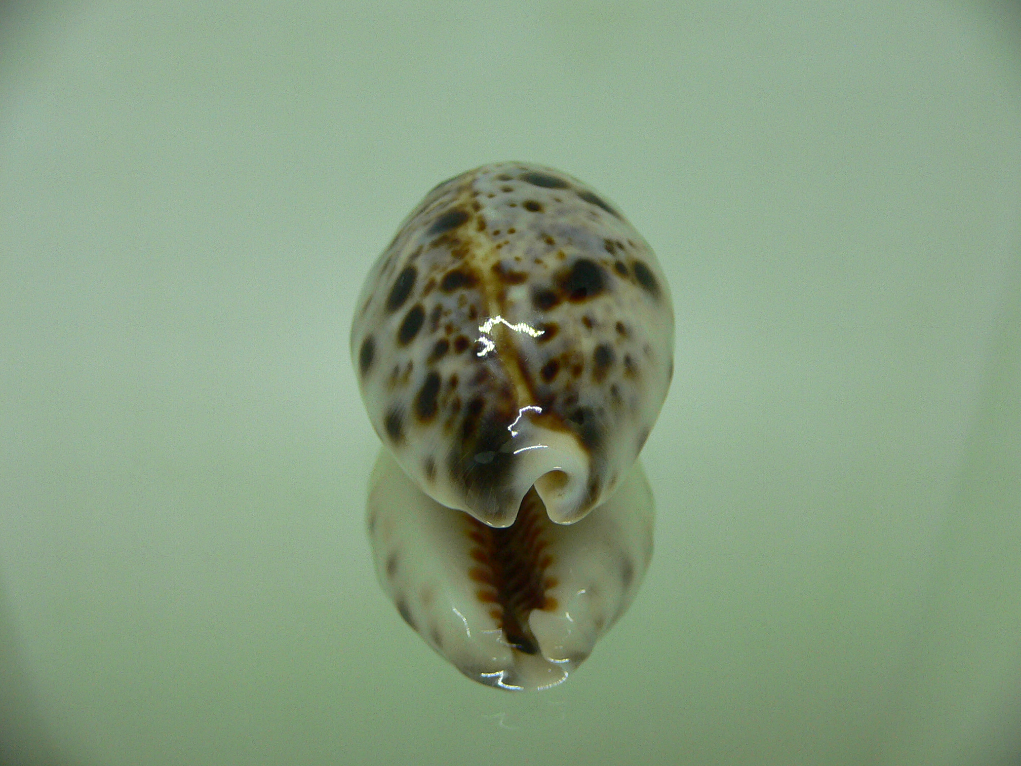 Cypraea lynx CALLOUSED & ROUND