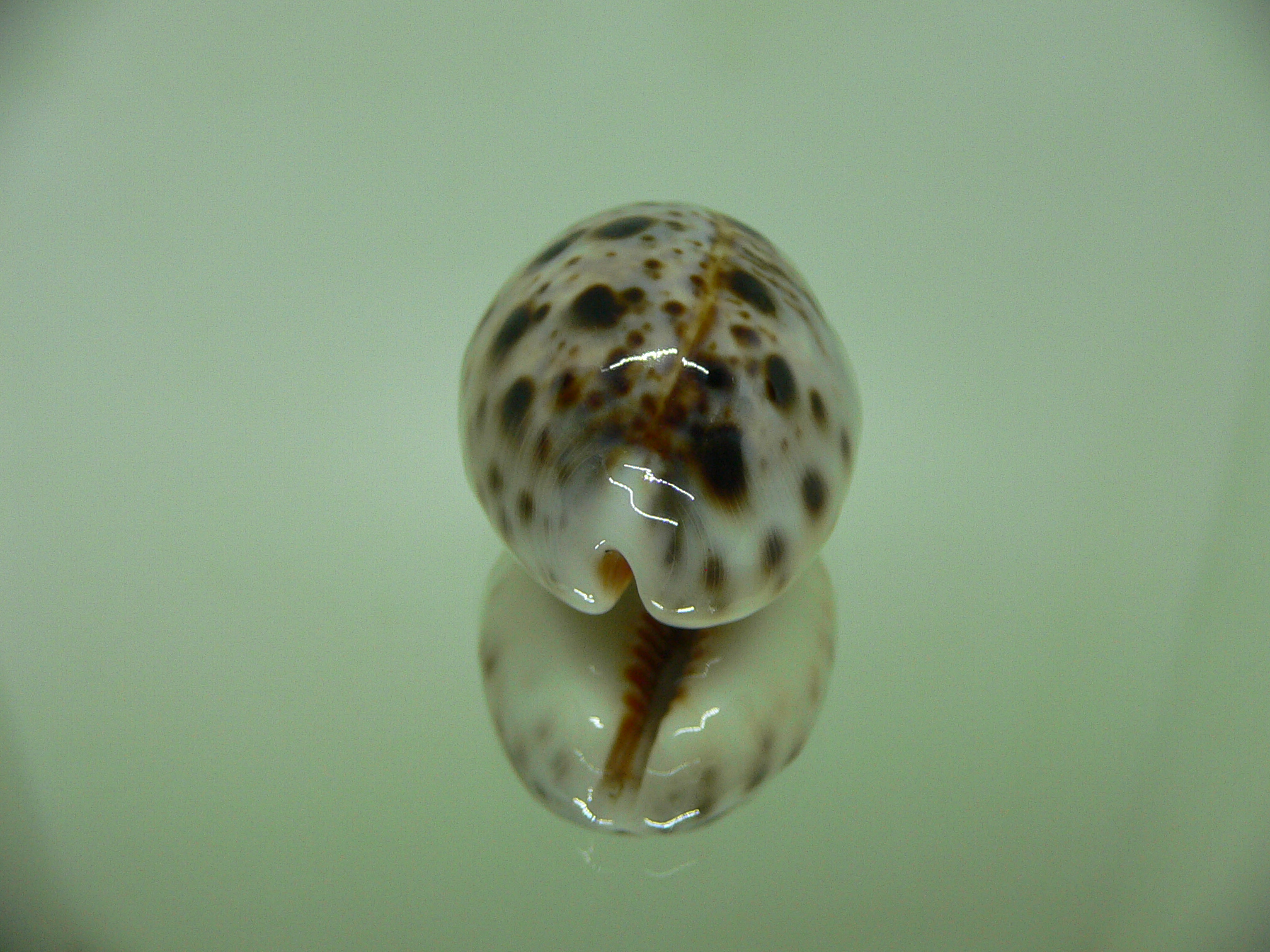 Cypraea lynx CALLOUSED & ROUND