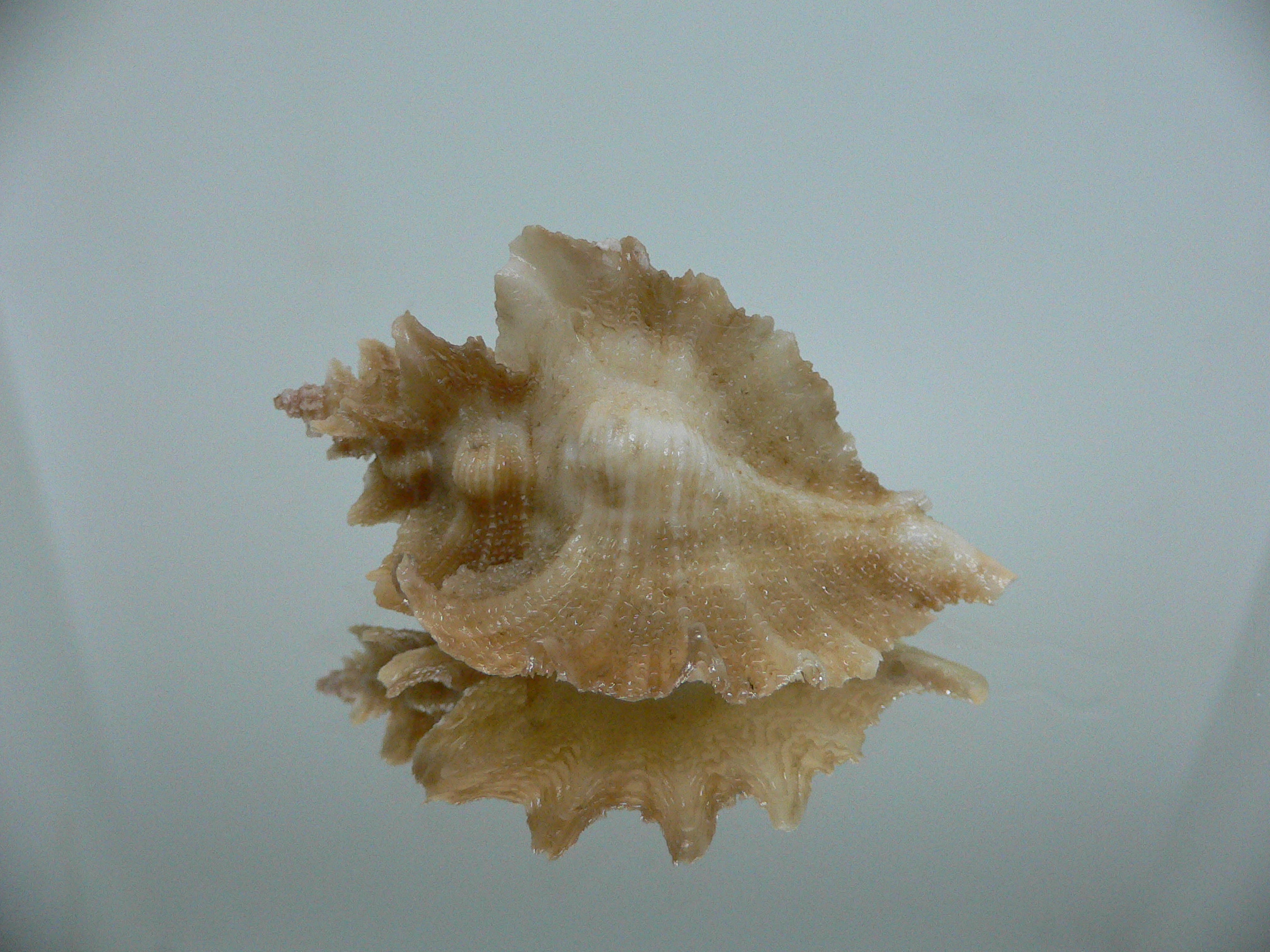 Pteropurpura vokesae UNUSUAL