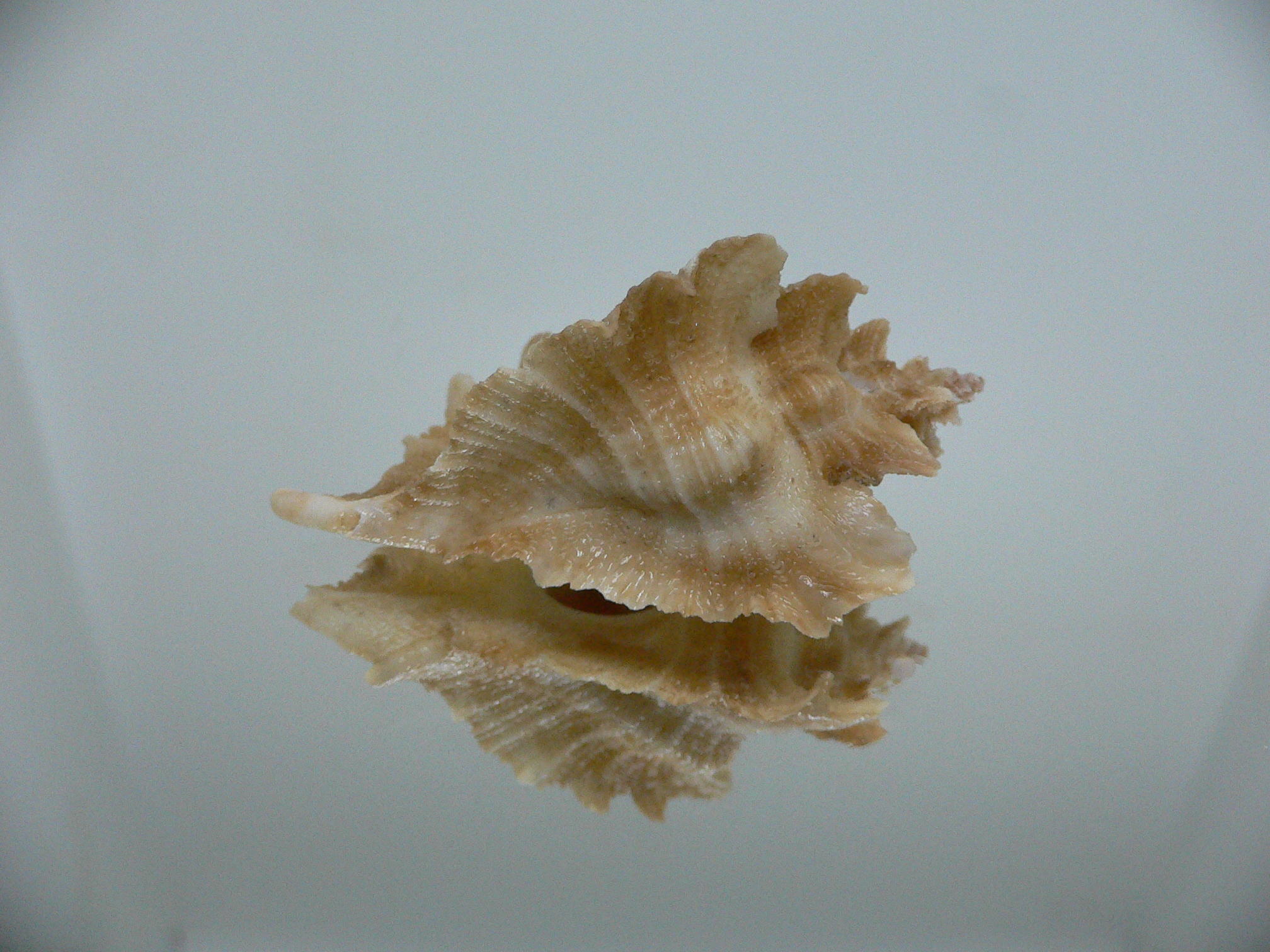 Pteropurpura vokesae UNUSUAL