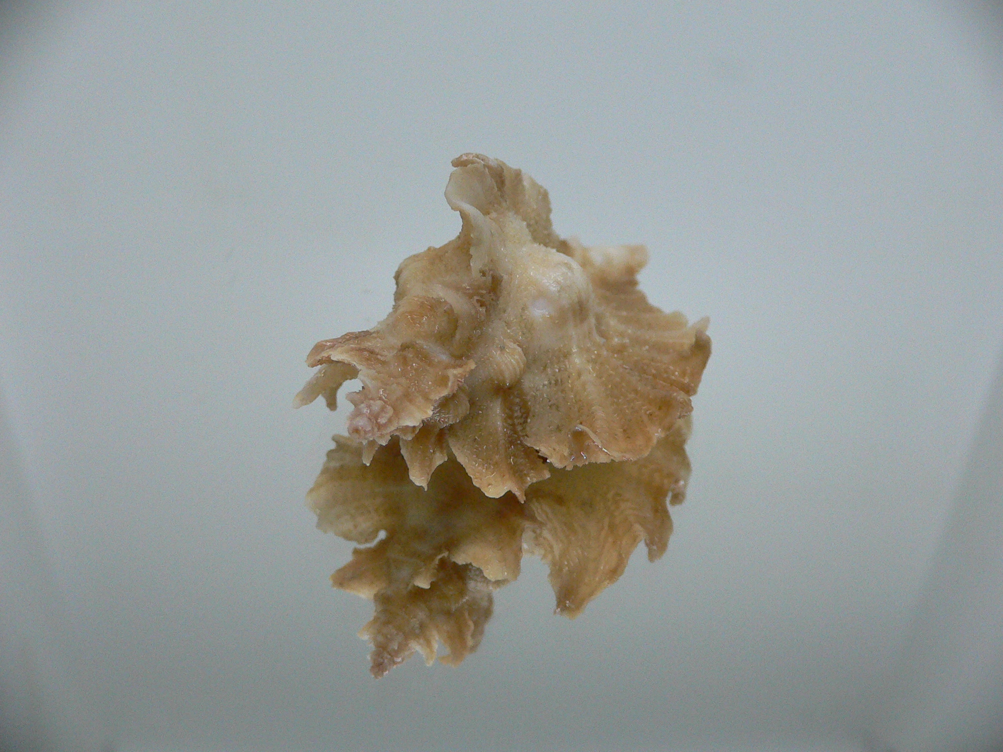 Pteropurpura vokesae UNUSUAL