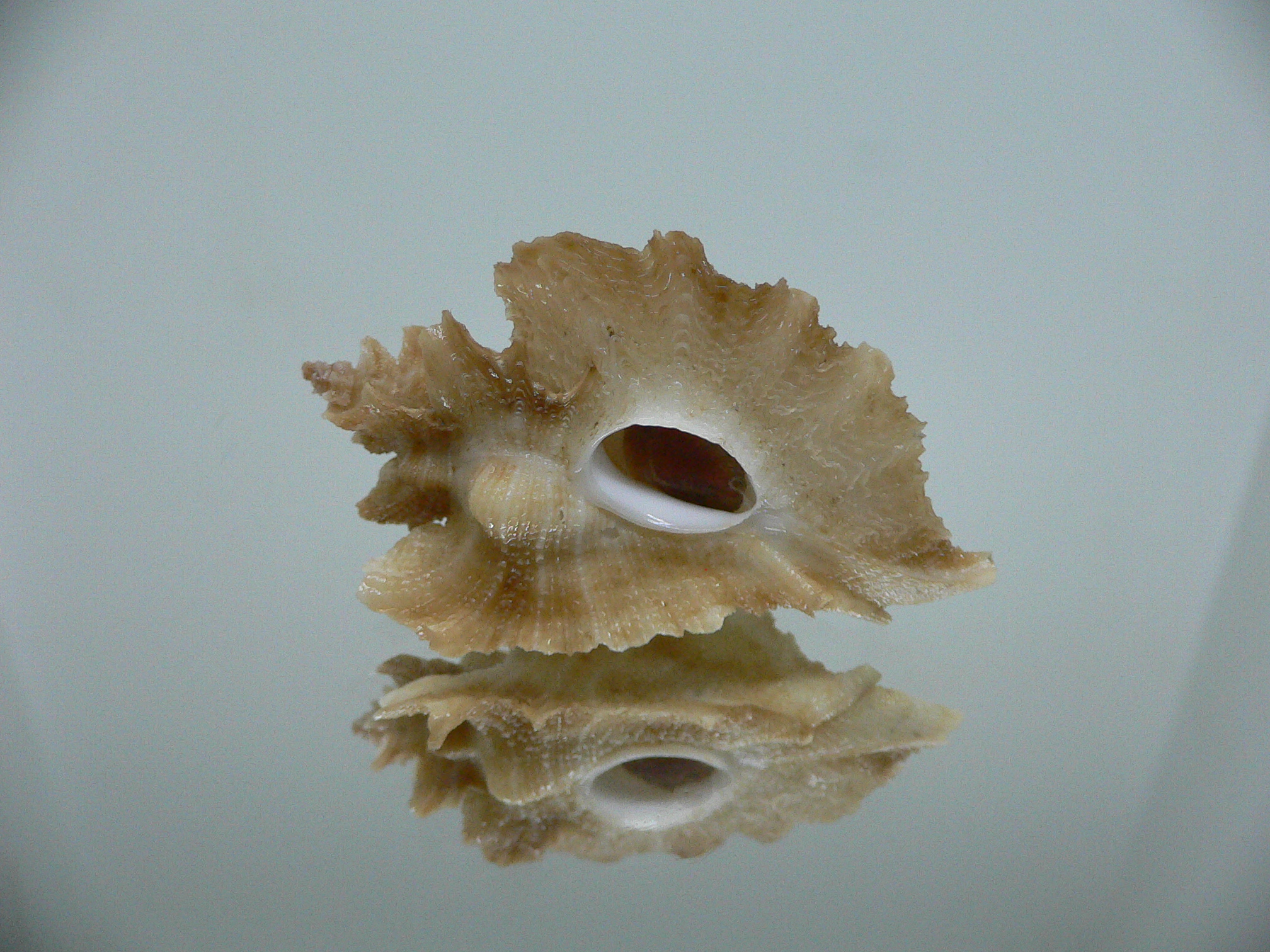 Pteropurpura vokesae UNUSUAL