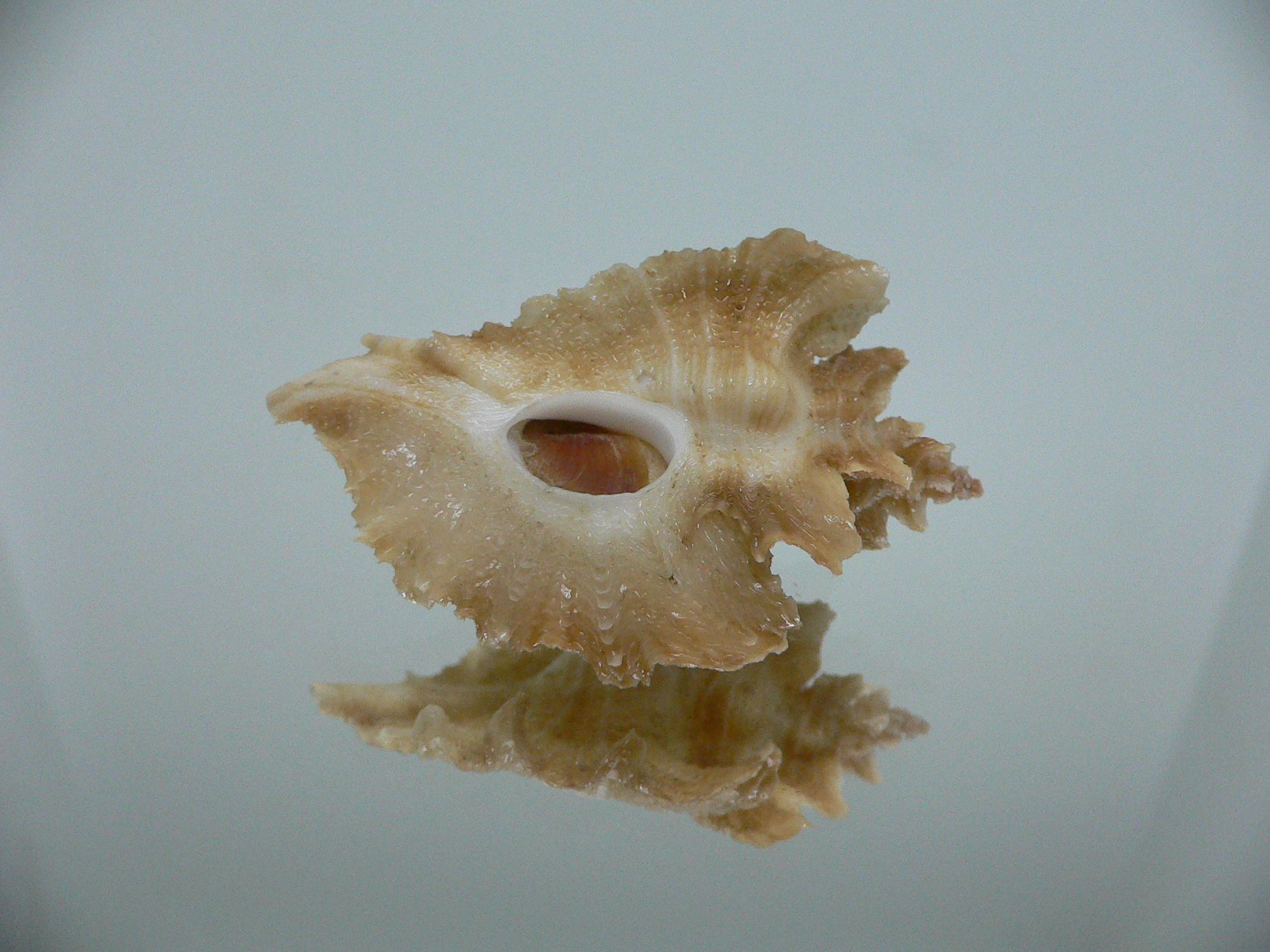 Pteropurpura vokesae UNUSUAL