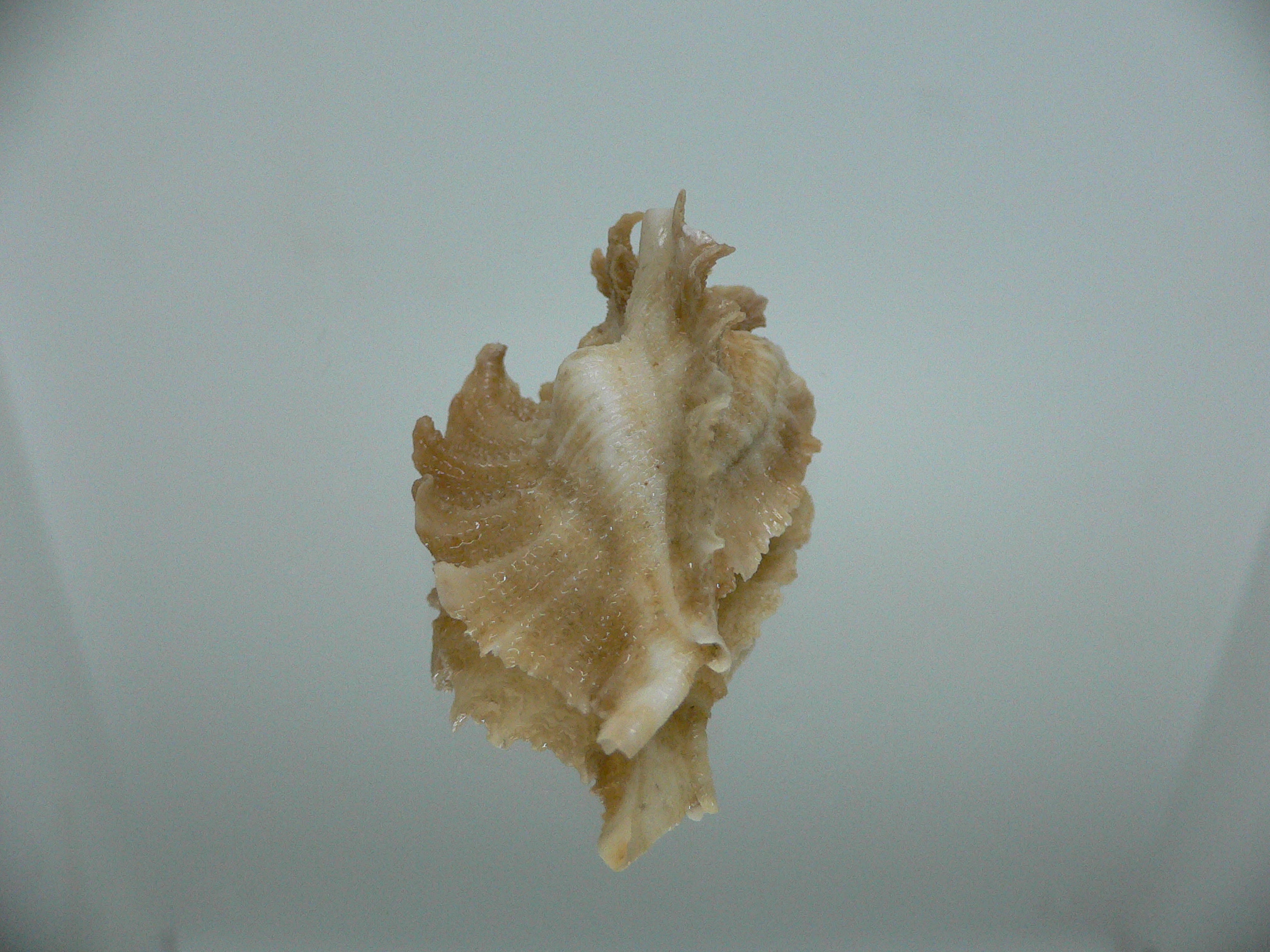 Pteropurpura vokesae UNUSUAL