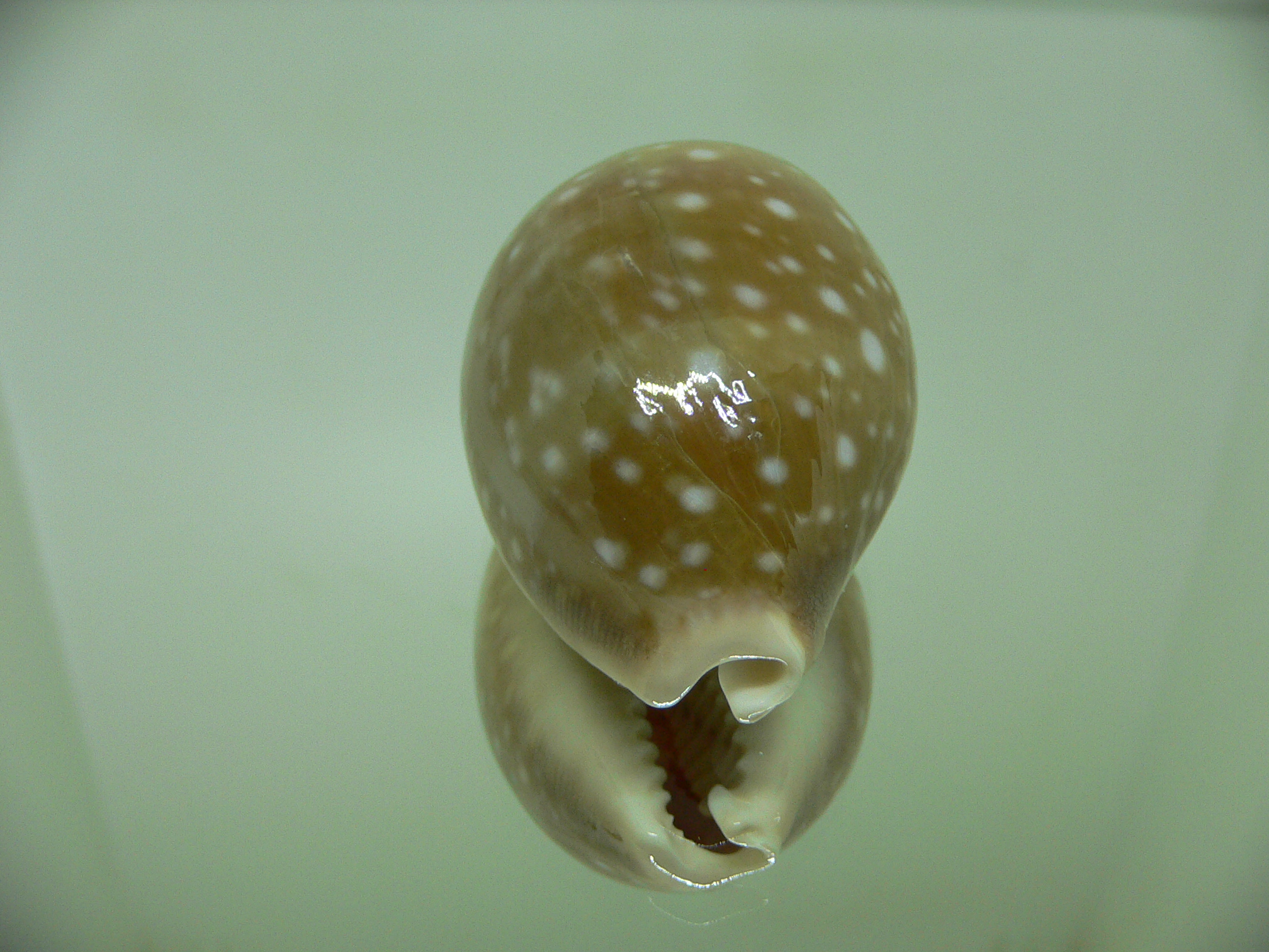 Cypraea vitellus vitellus FRINGED SPOTS, LINE & HYBRID