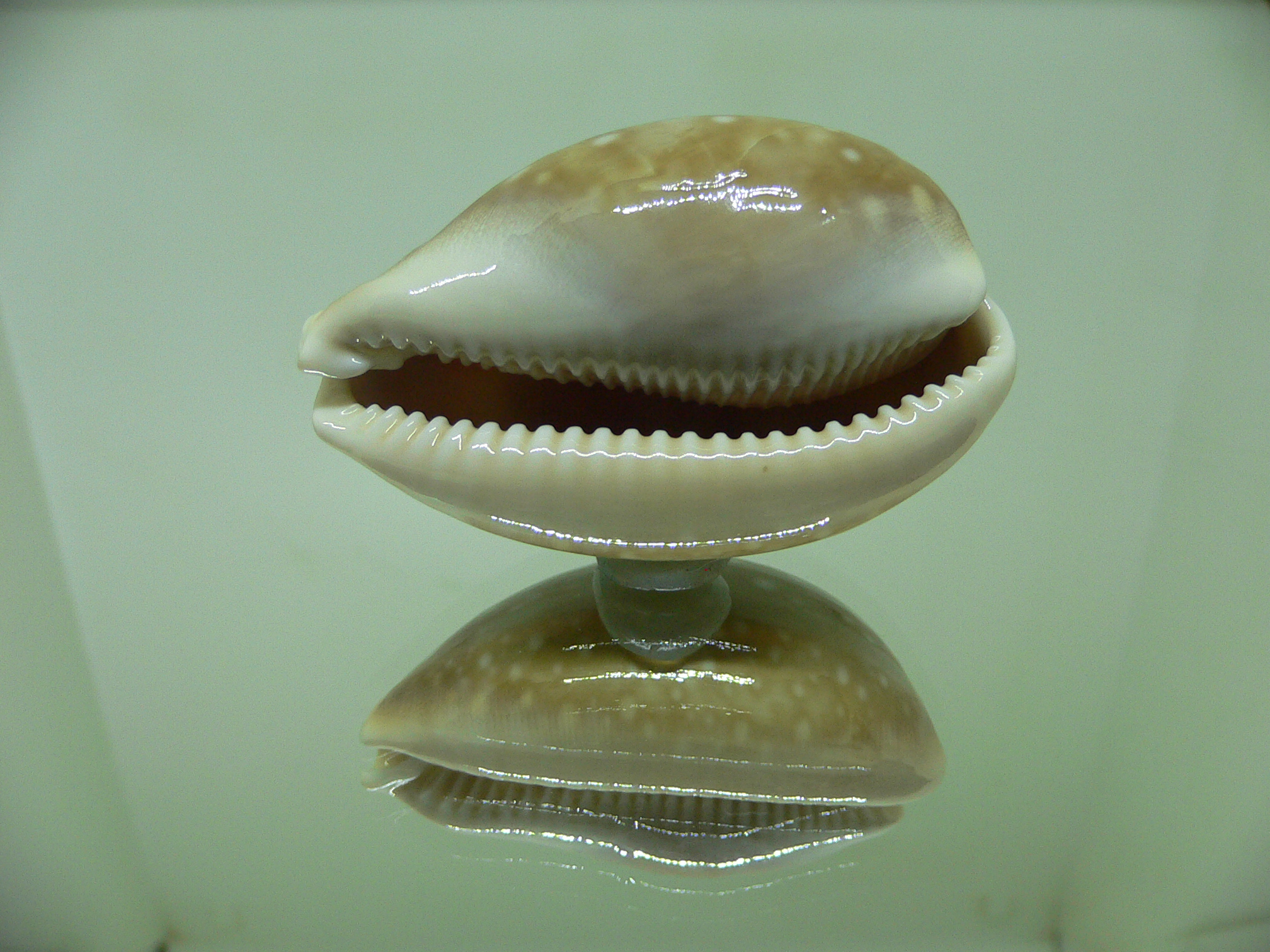 Cypraea vitellus vitellus FRINGED SPOTS, LINE & HYBRID