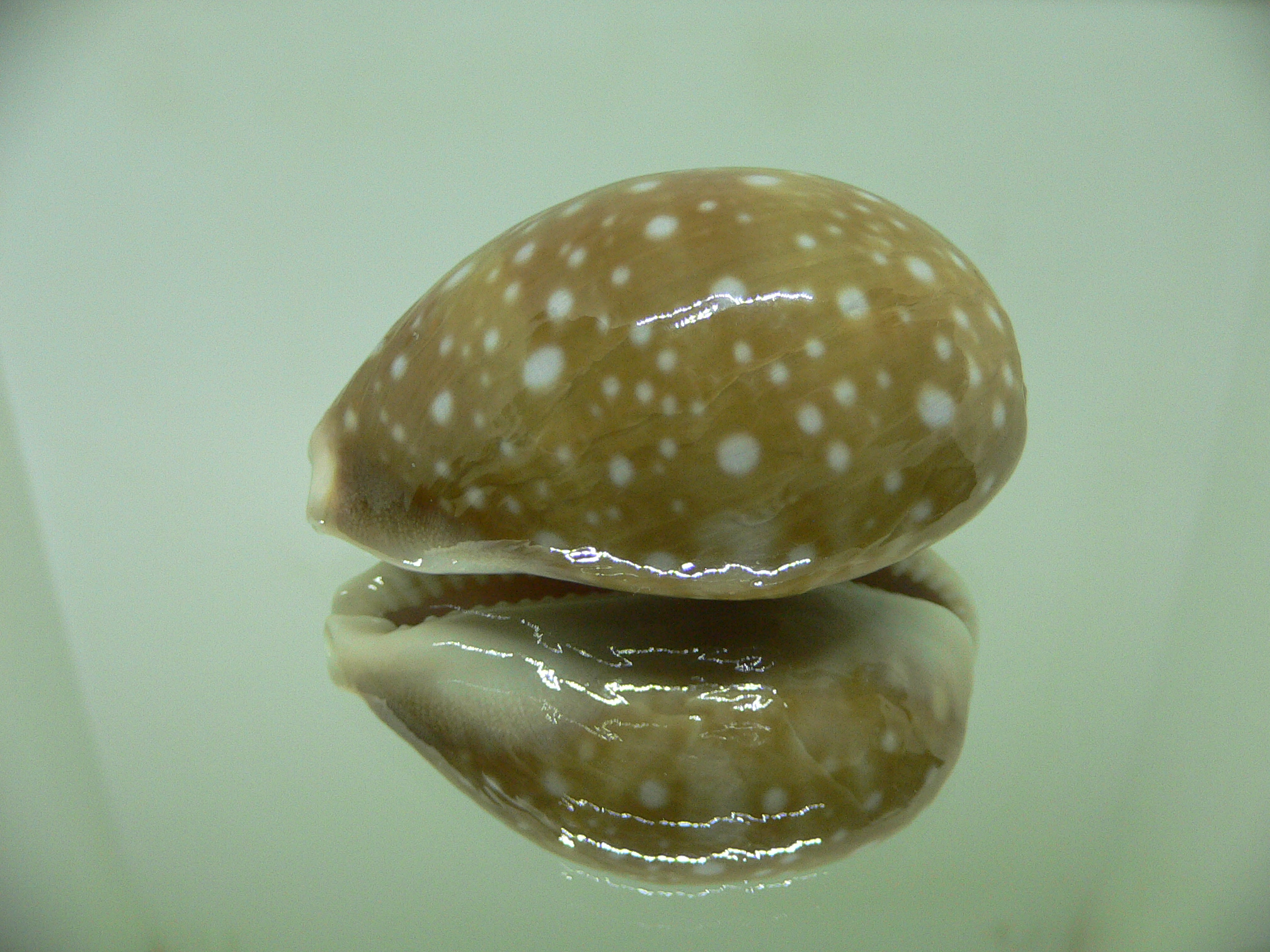 Cypraea vitellus vitellus FRINGED SPOTS, LINE & HYBRID