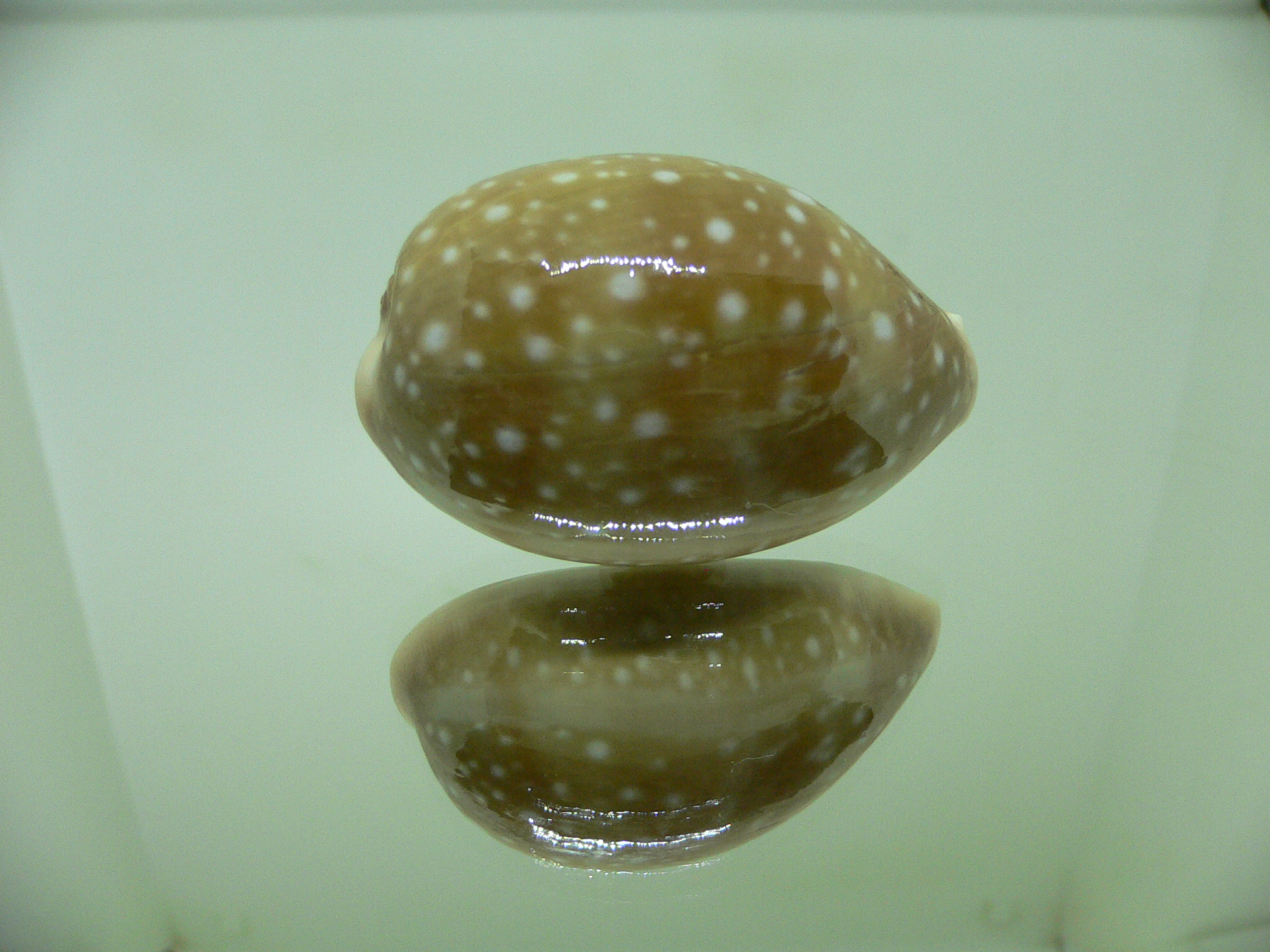 Cypraea vitellus vitellus FRINGED SPOTS, LINE & HYBRID