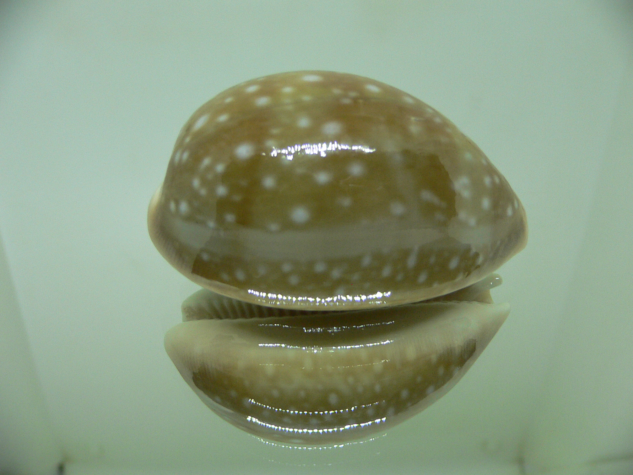 Cypraea vitellus vitellus FRINGED SPOTS, LINE & HYBRID