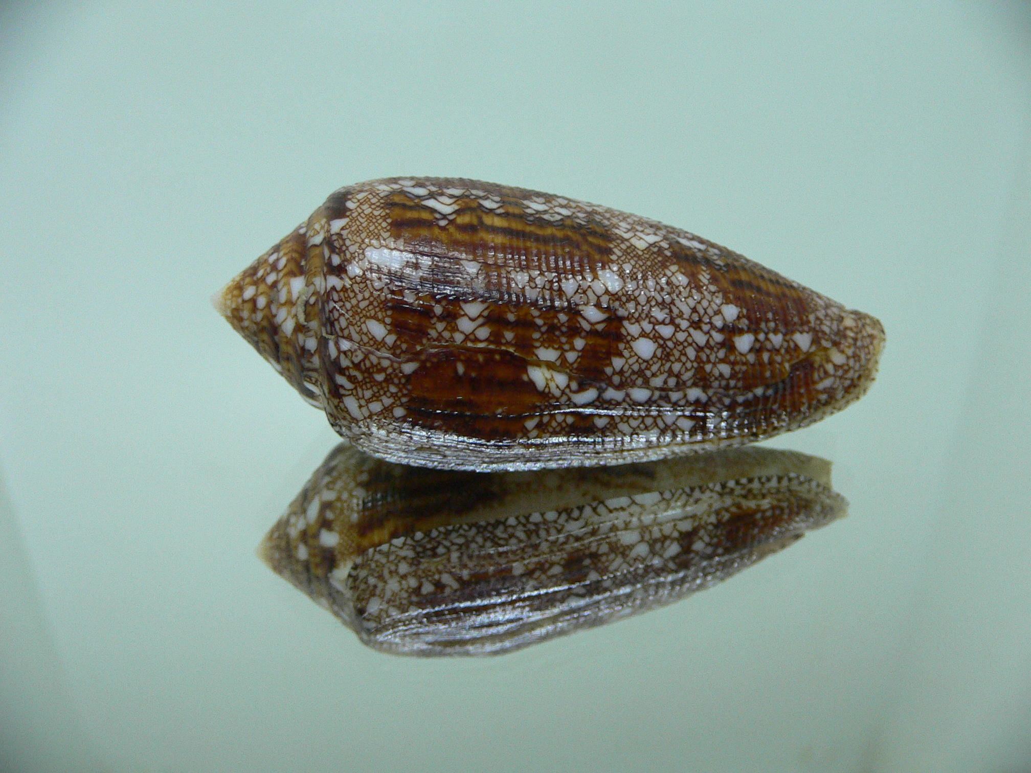 Conus aureus aureus