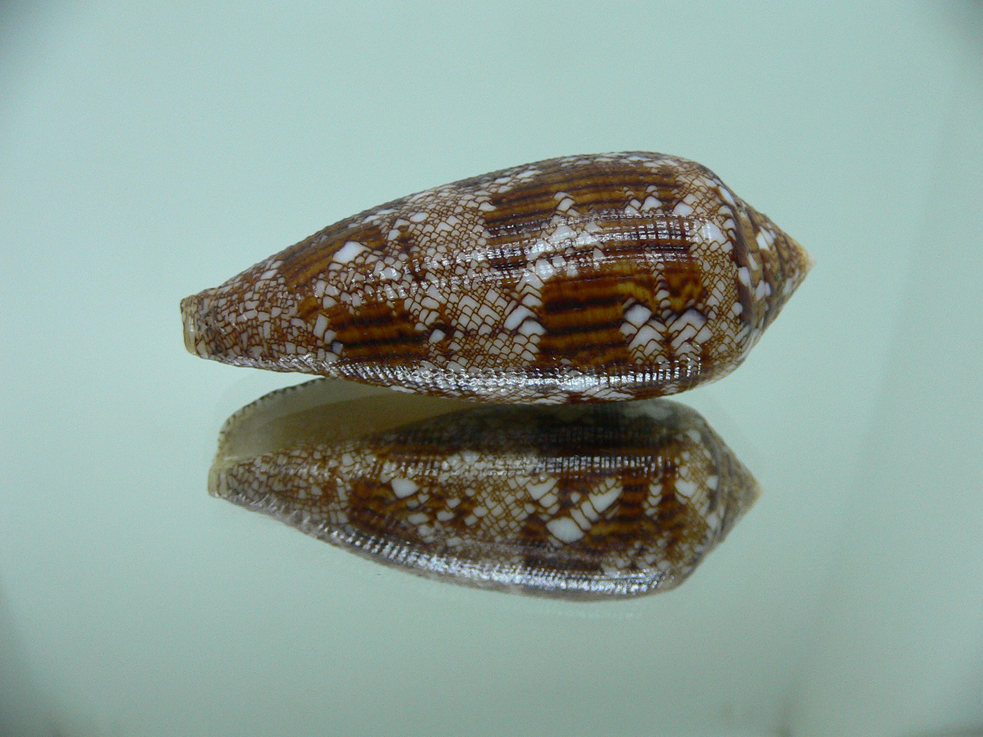 Conus aureus aureus