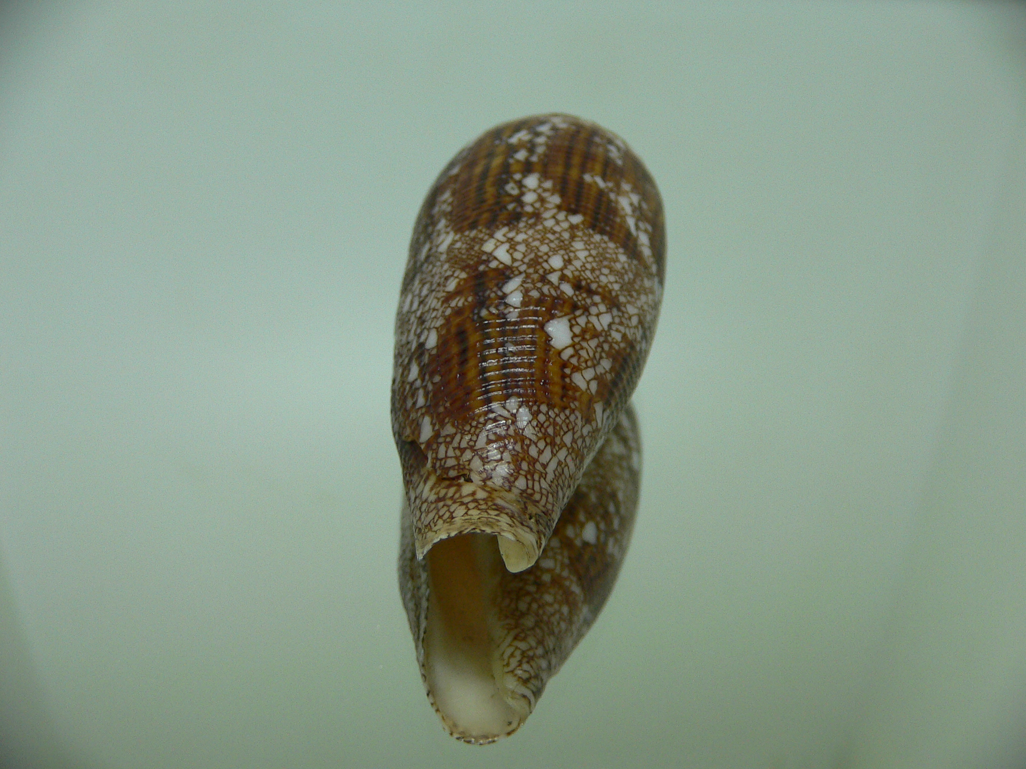 Conus aureus aureus