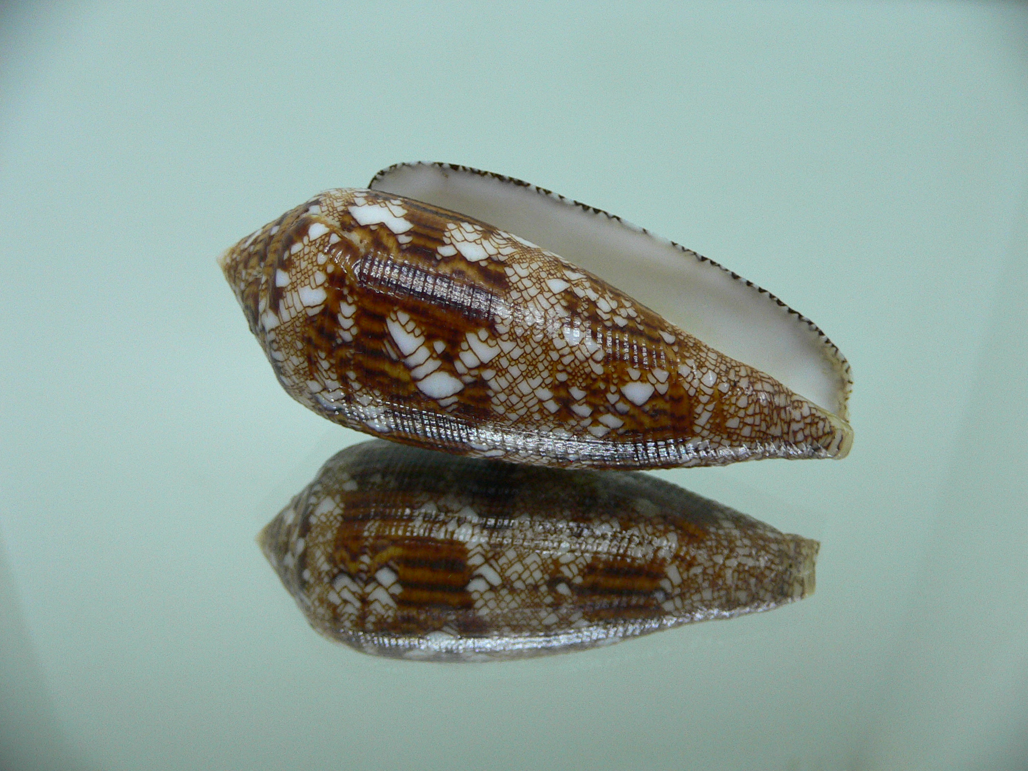 Conus aureus aureus