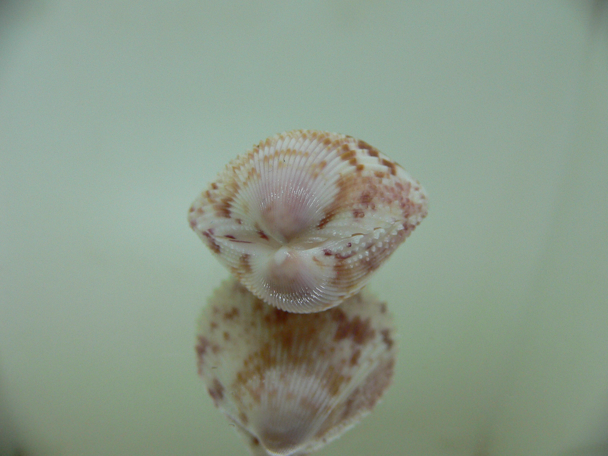 Acrosterigma oxygonum WHITE & MOTLEY