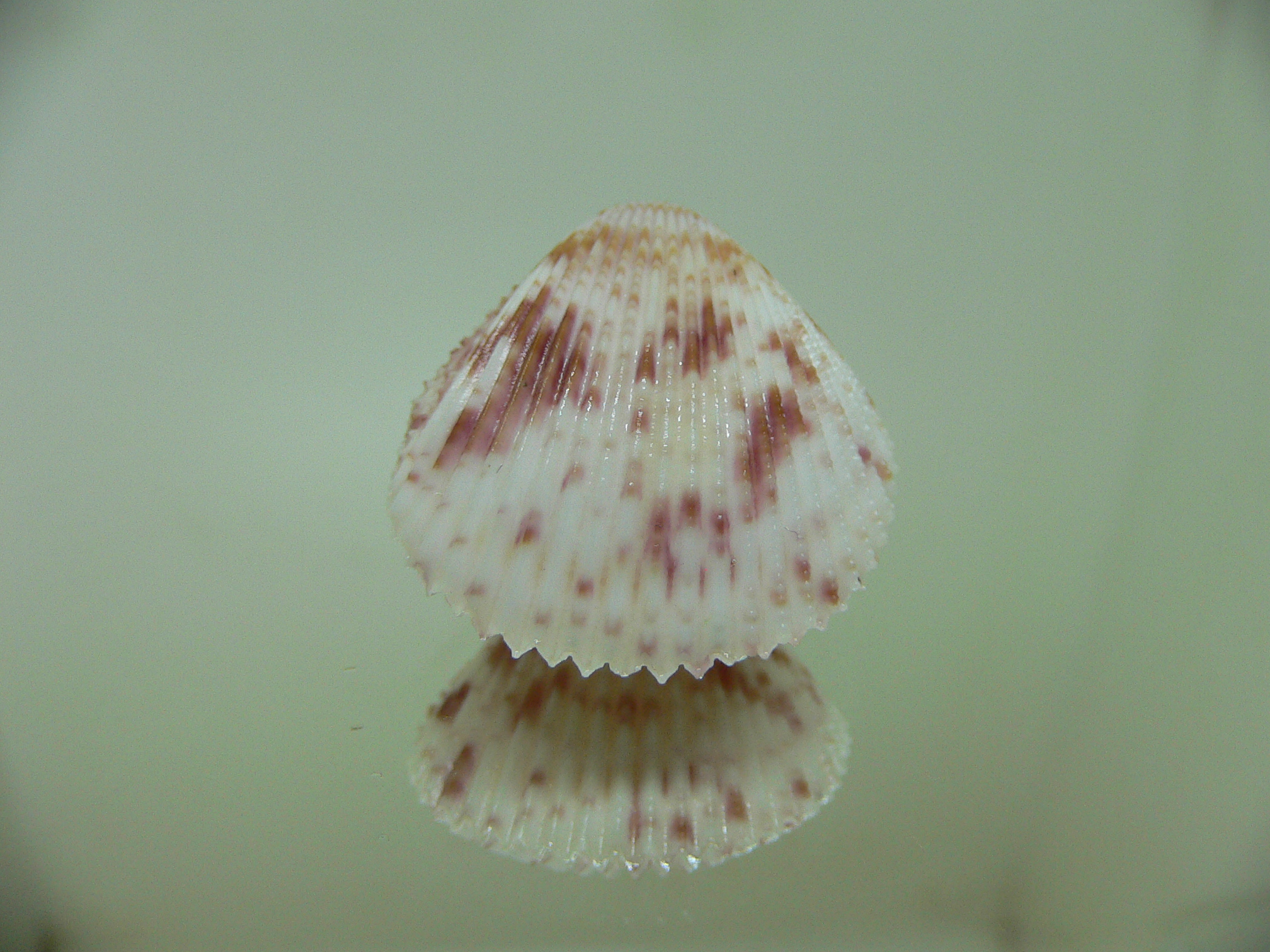 Acrosterigma oxygonum WHITE & MOTLEY