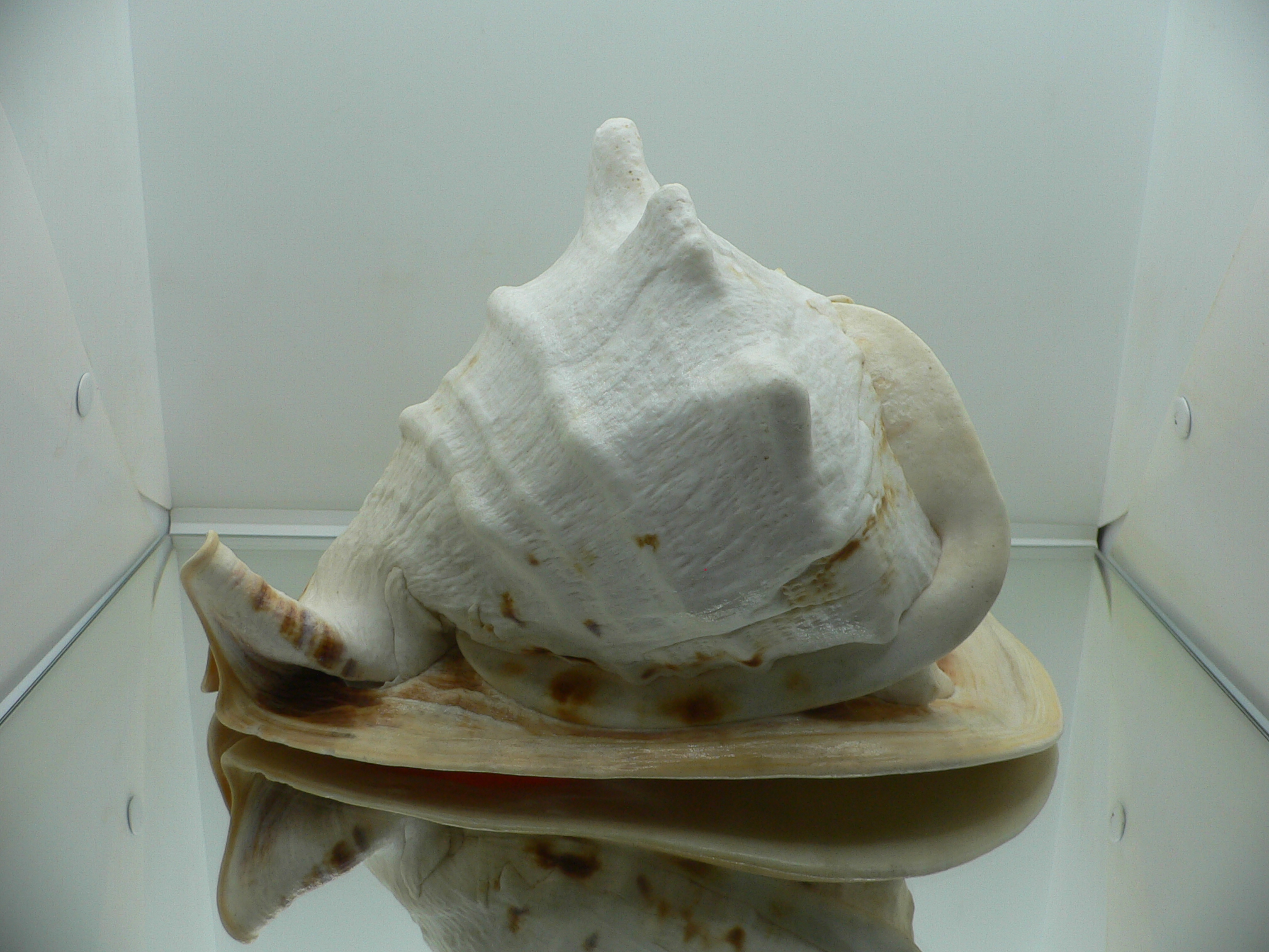 Cassis cornuta MONCTER