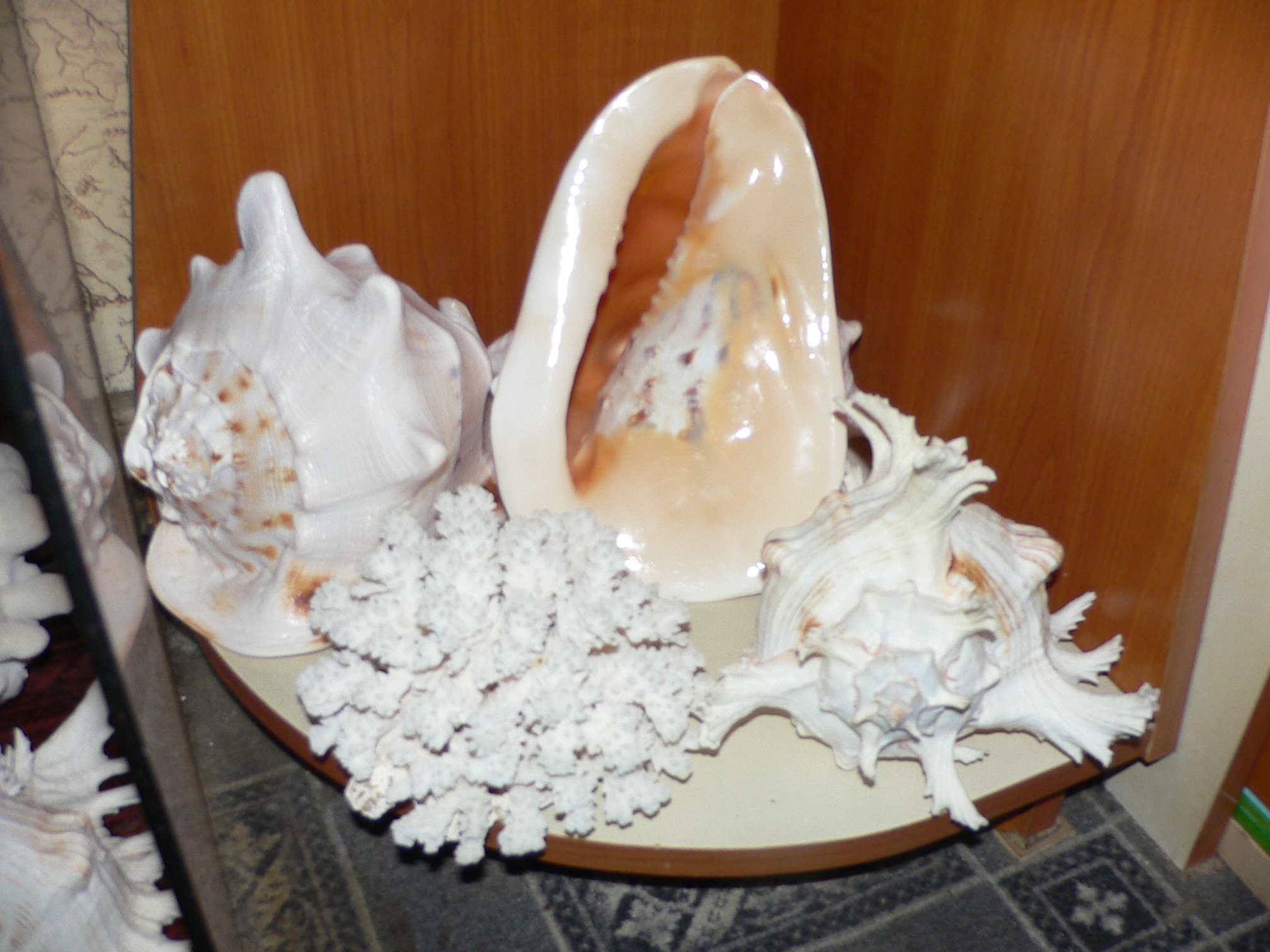 Cassis cornuta MONCTER