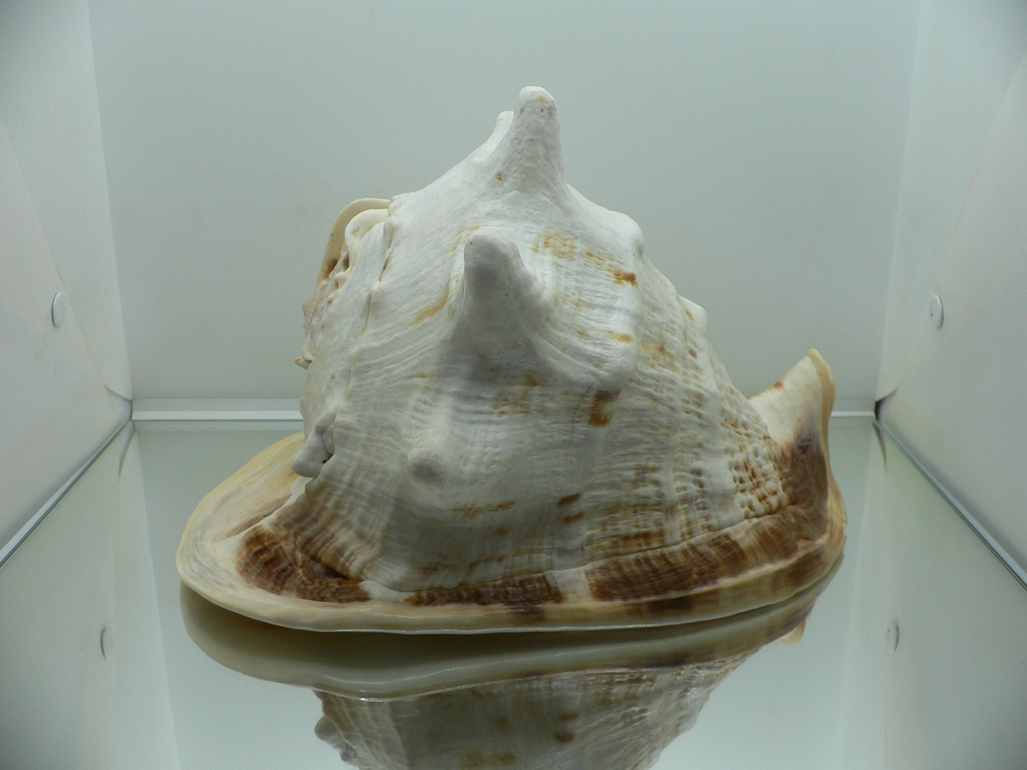 Cassis cornuta MONCTER