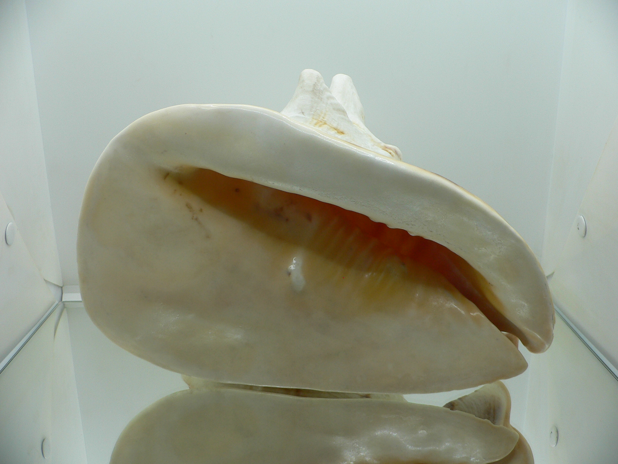 Cassis cornuta MONCTER