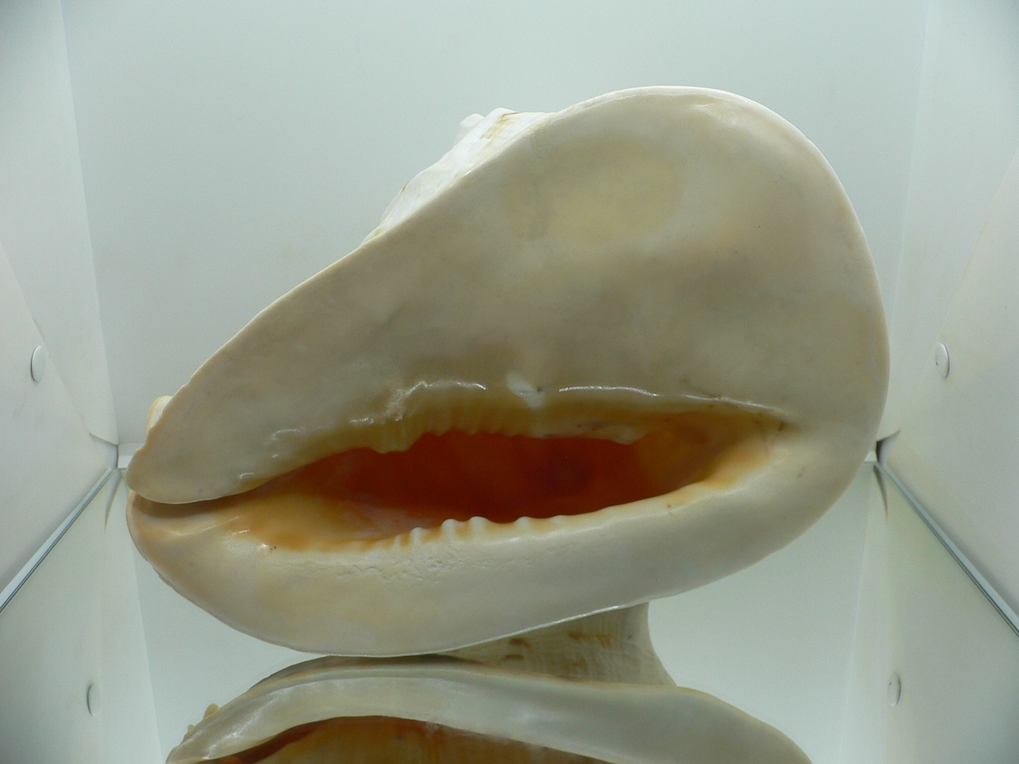 Cassis cornuta MONCTER