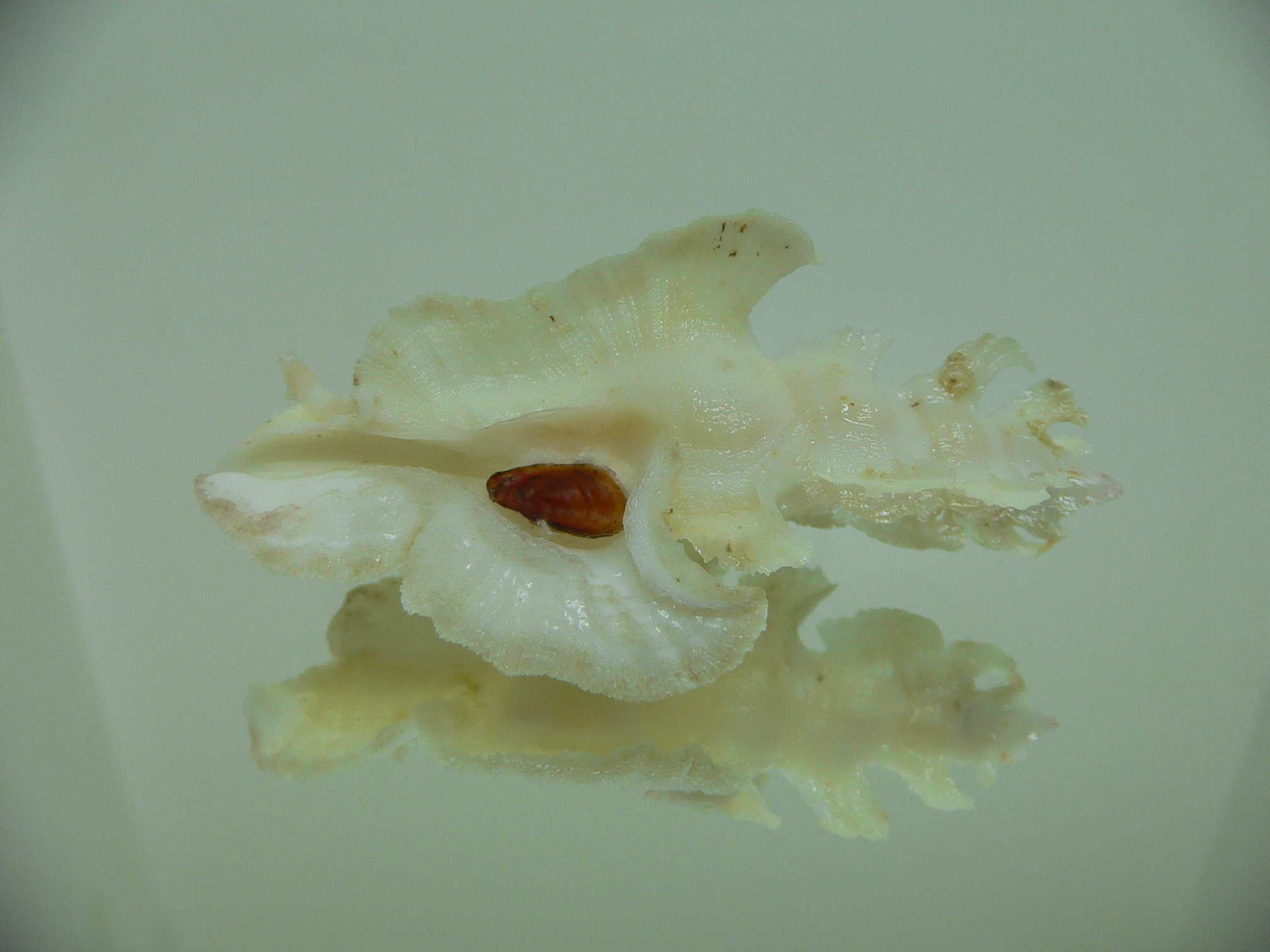 Pterynotus elongatus BEIGE